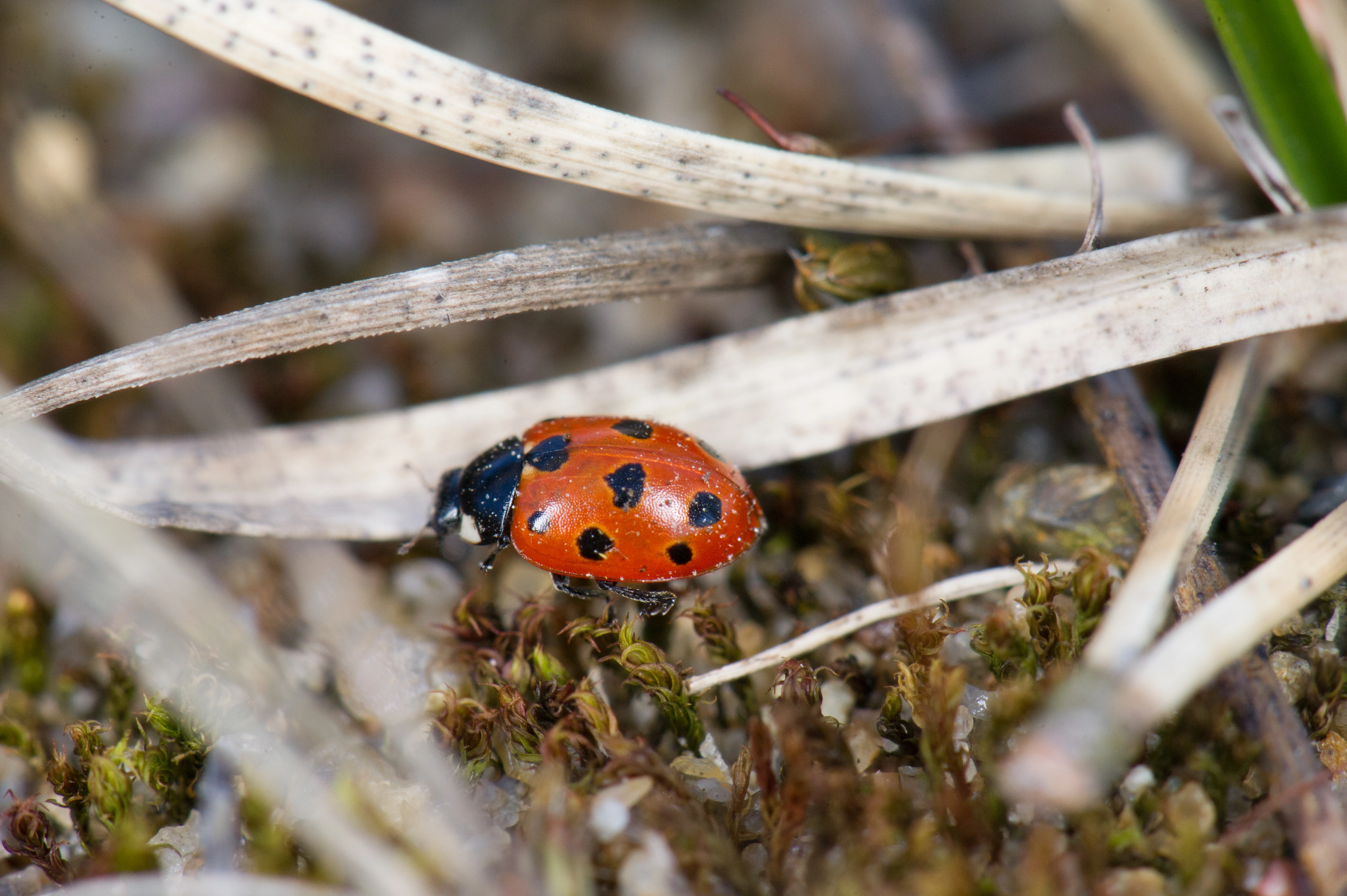 : Coccinella undecimpunctata.