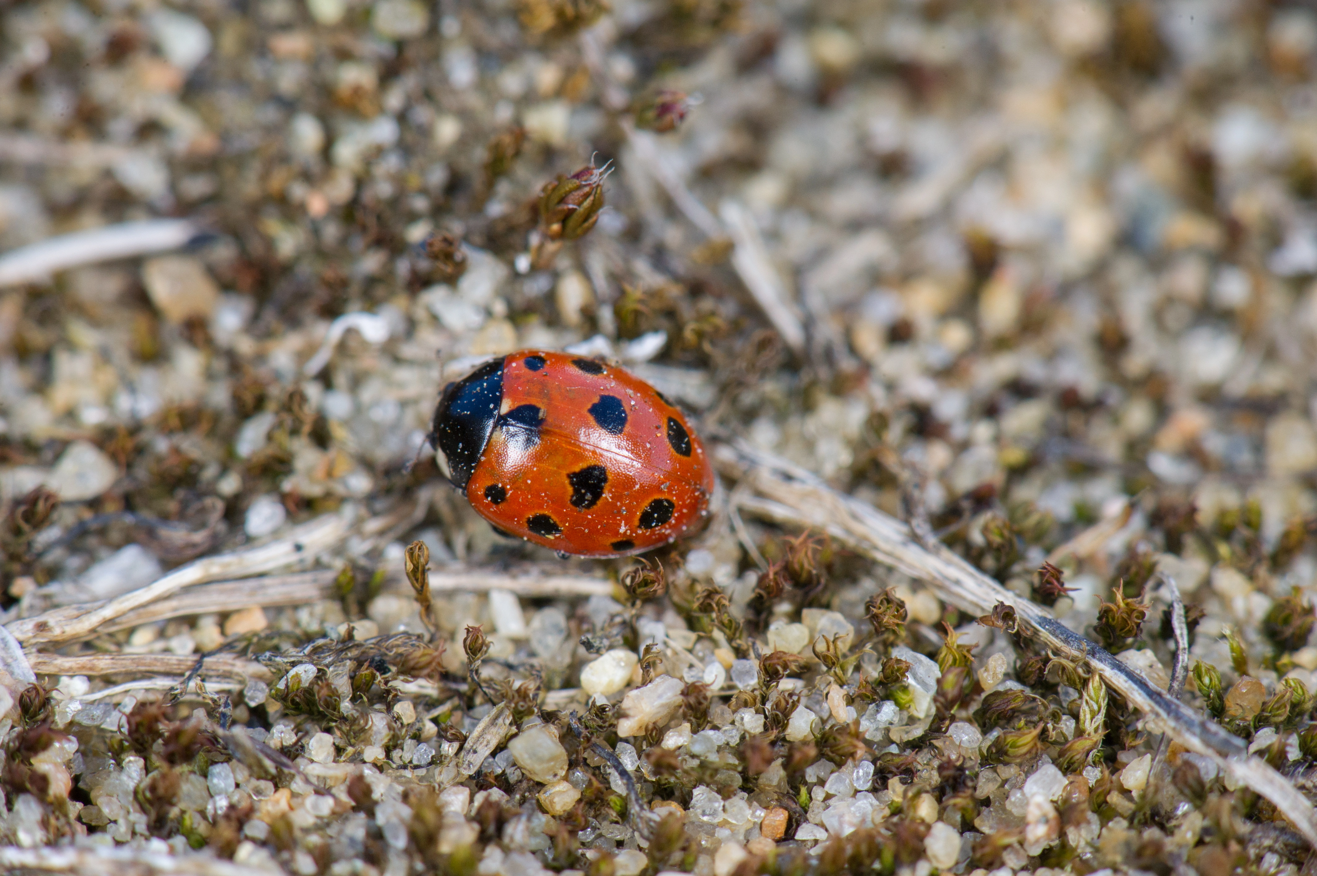 : Coccinella undecimpunctata.