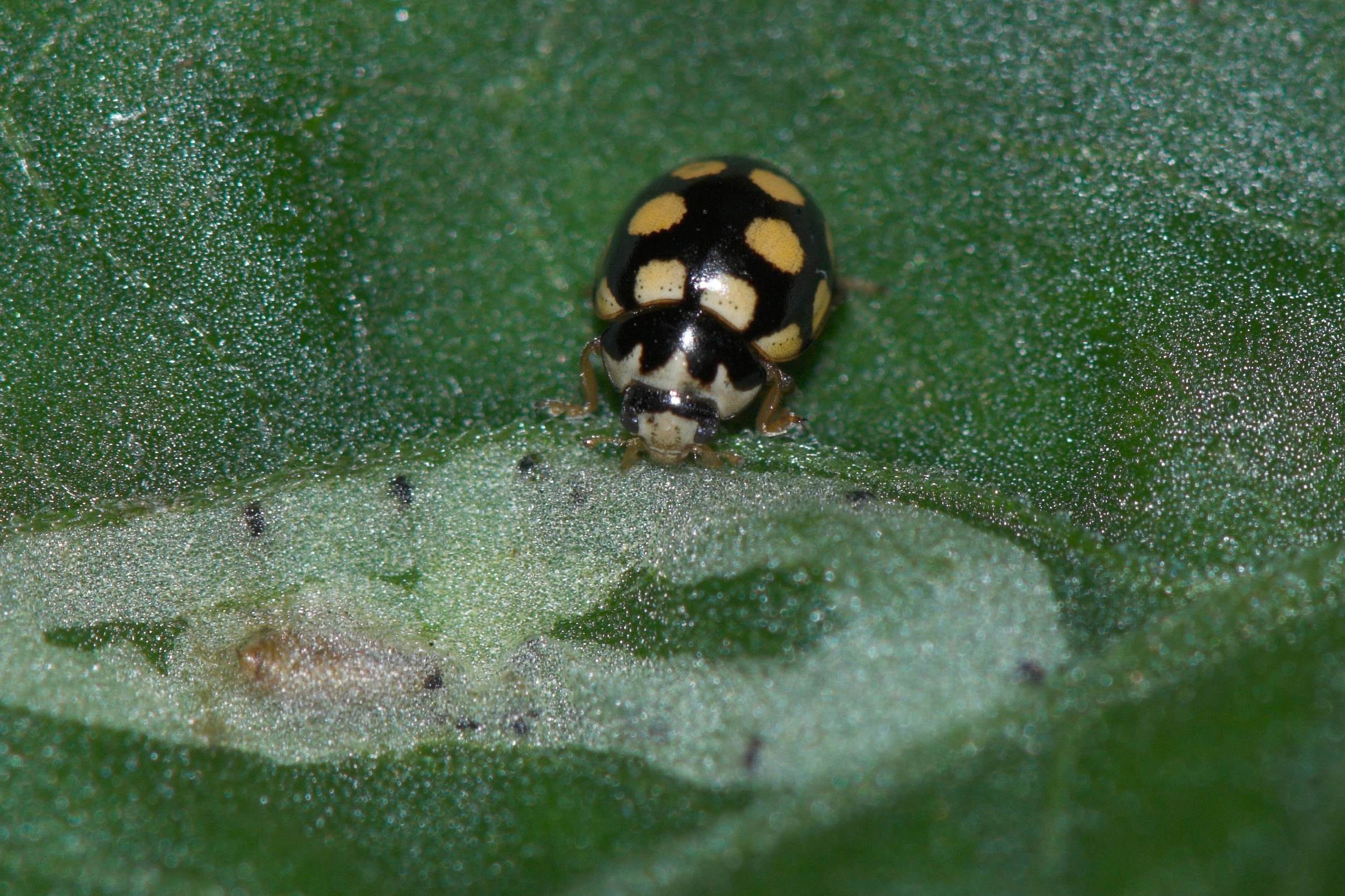 : Coccinula quatuordecimpustulata.