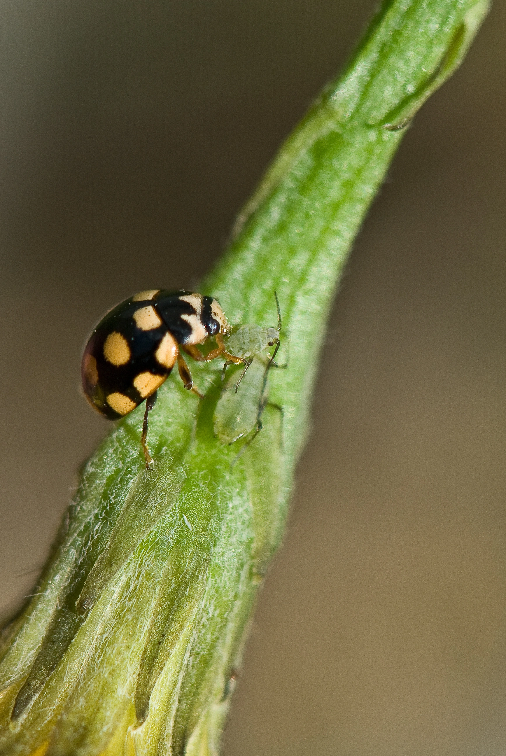 : Coccinula quatuordecimpustulata.