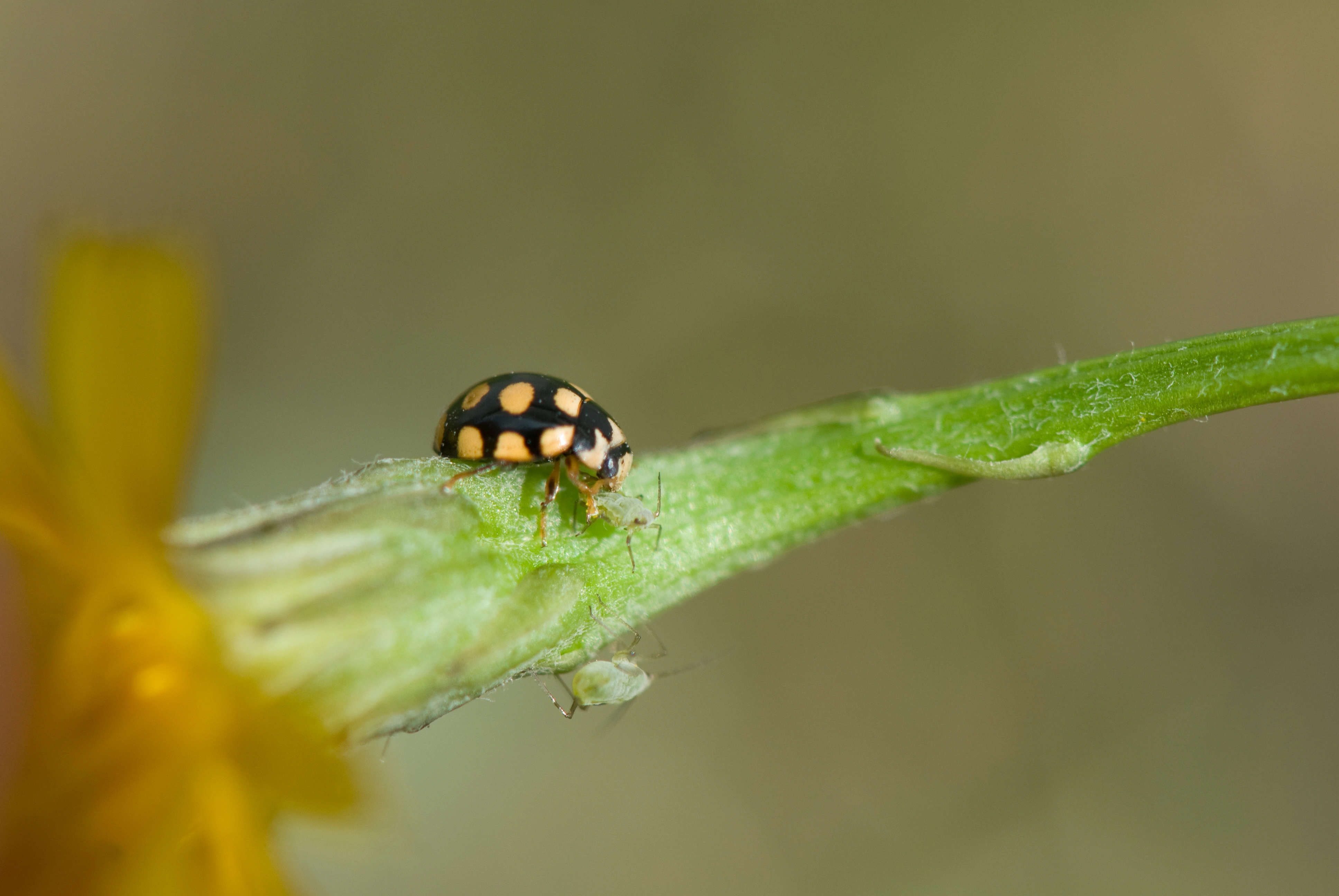 : Coccinula quatuordecimpustulata.