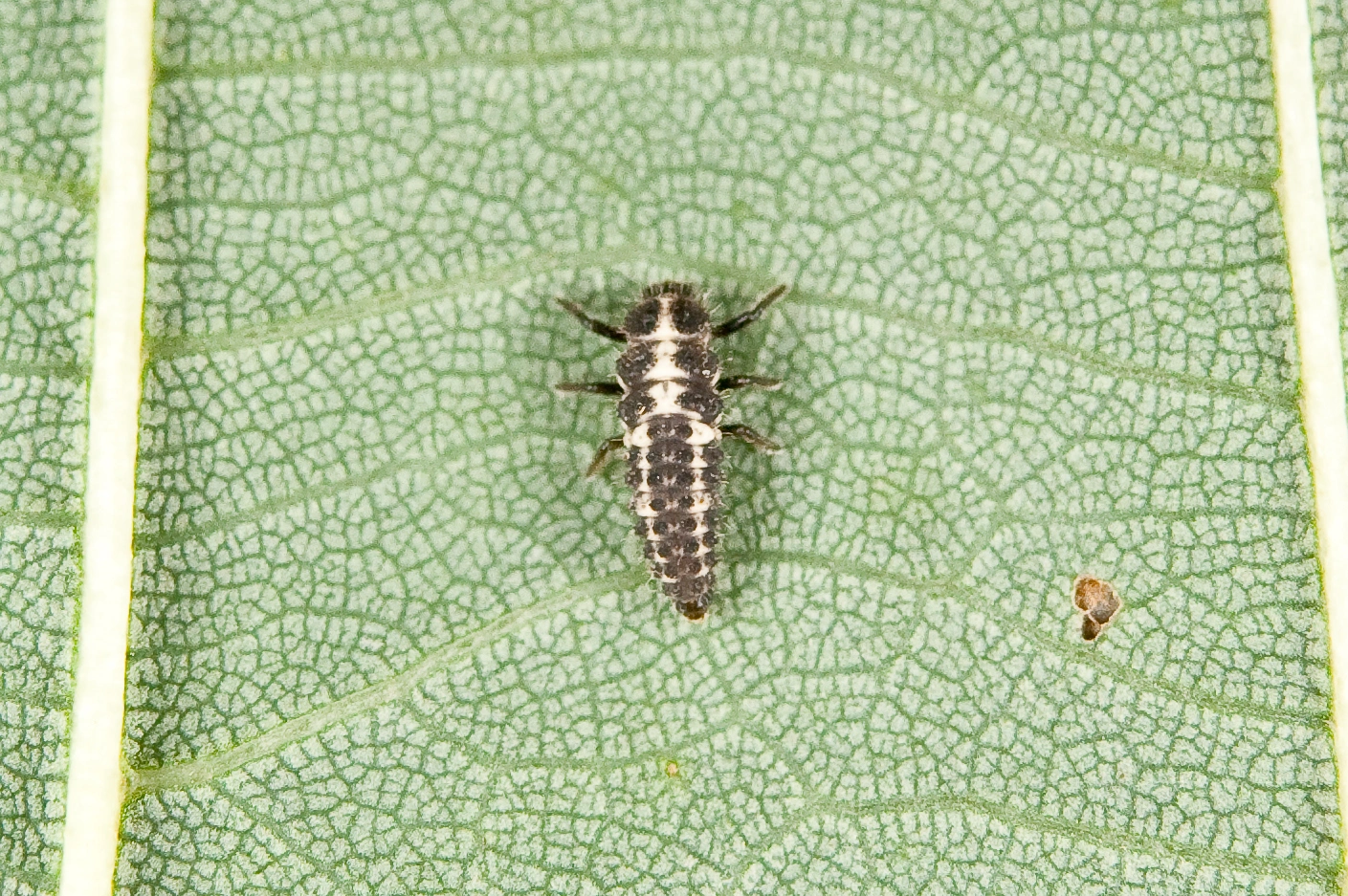 : Coccinula quatuordecimpustulata.