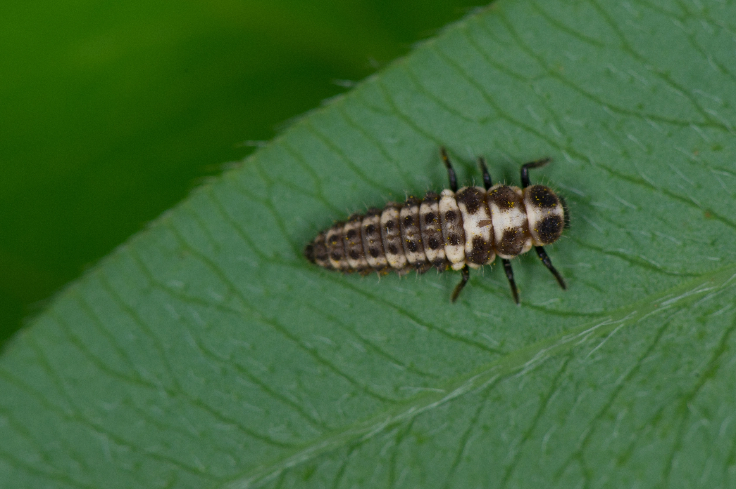 : Coccinula quatuordecimpustulata.