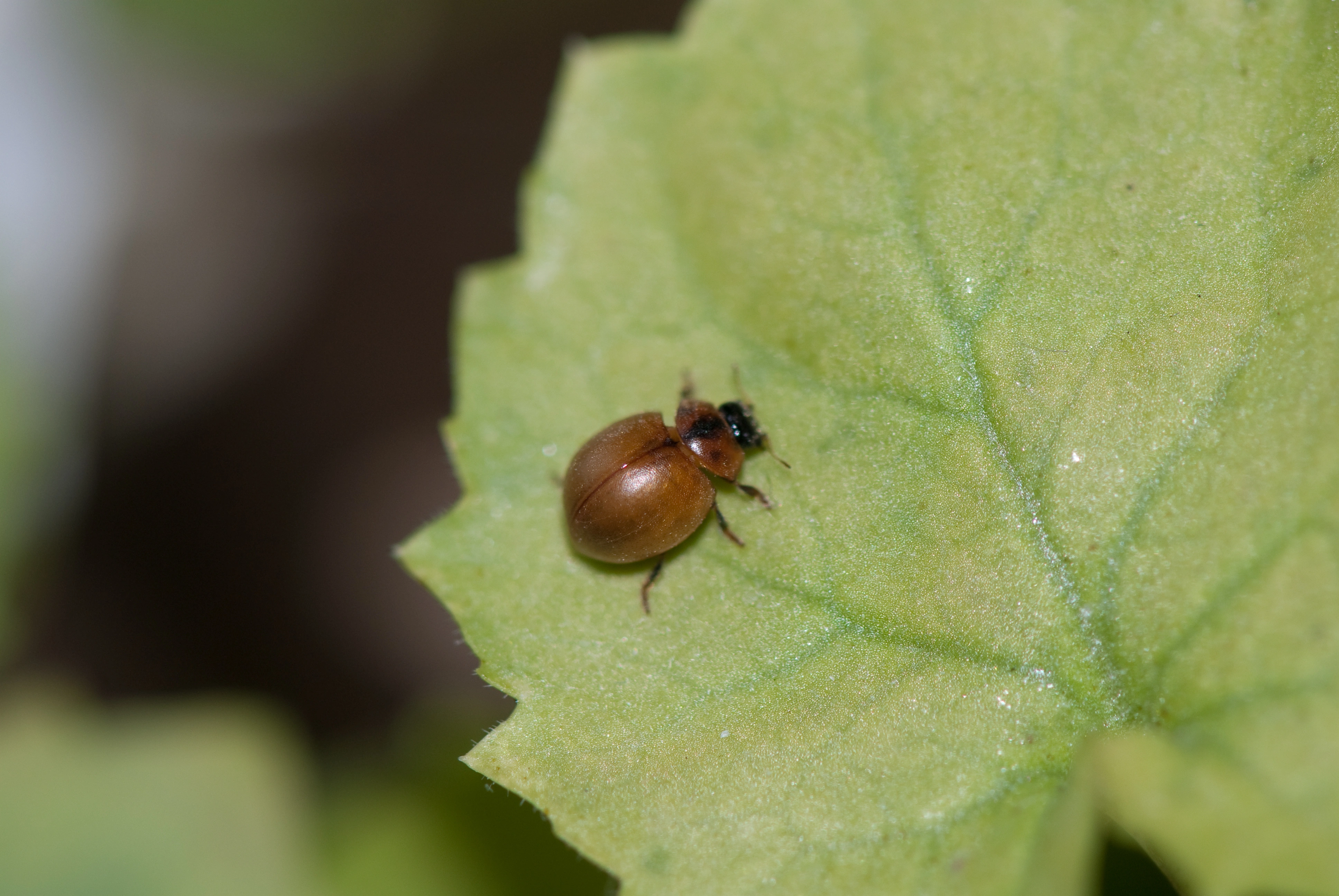 : Cynegetis impunctata.