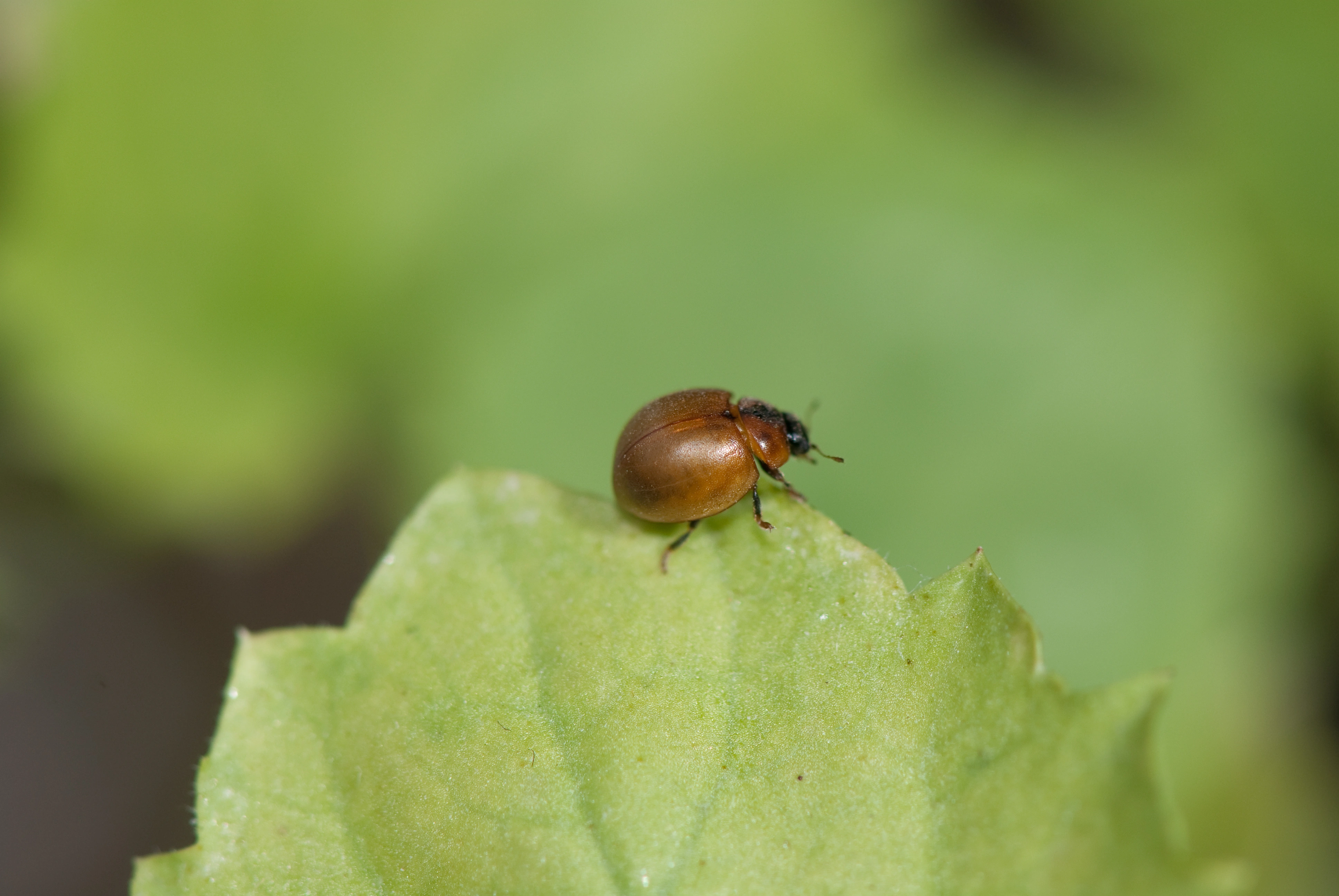 : Cynegetis impunctata.