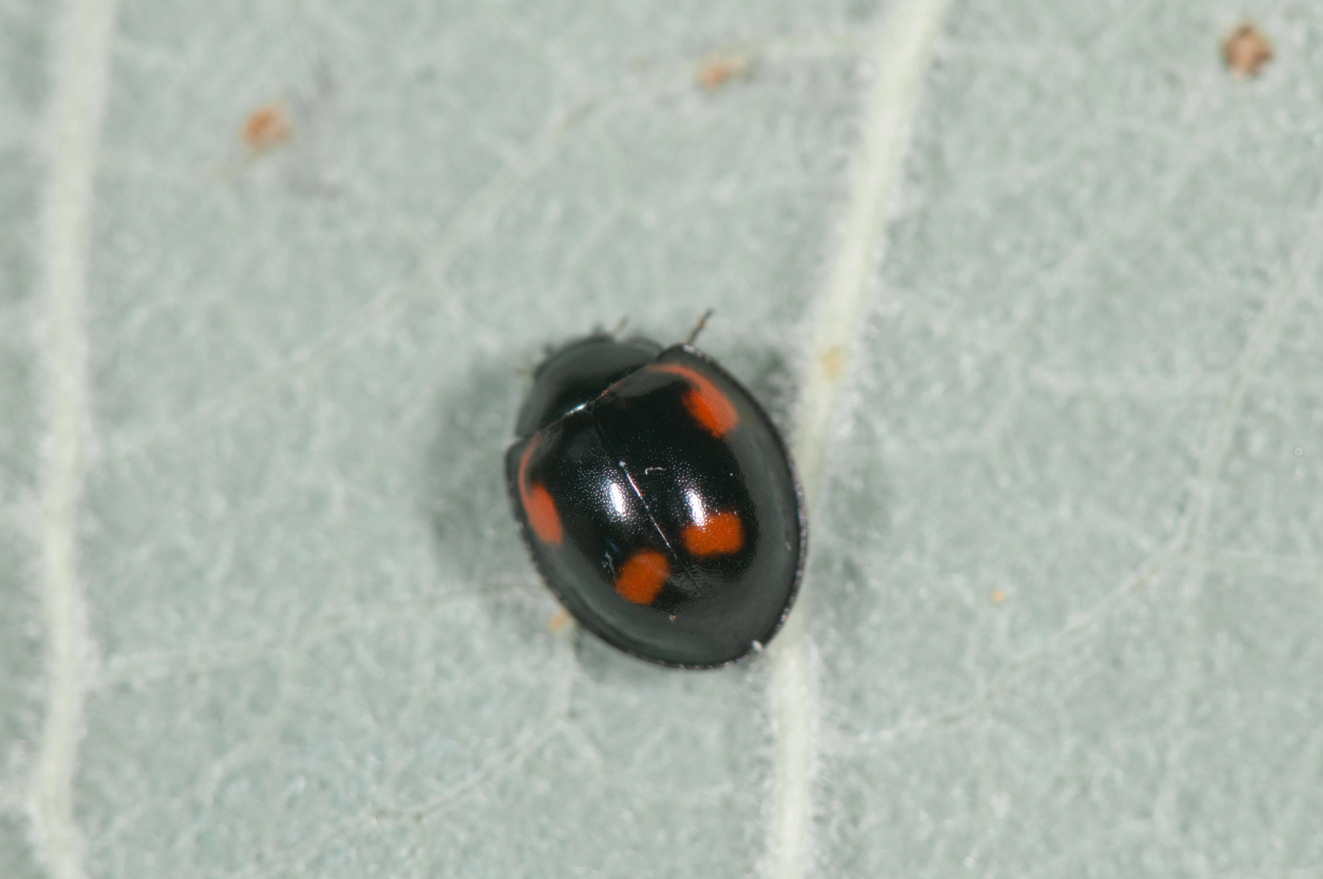 : Exochomus quadripustulatus.