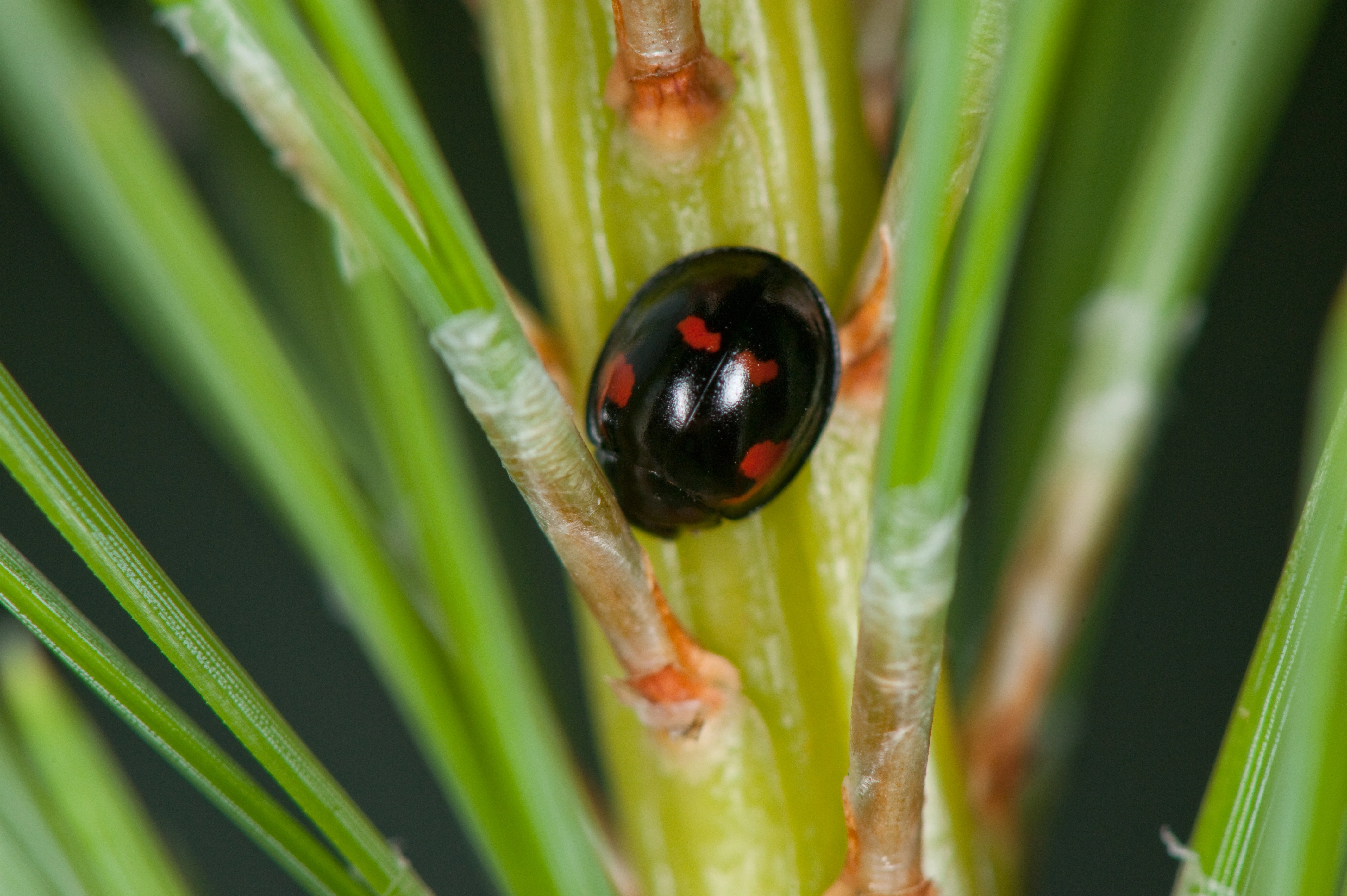 : Exochomus quadripustulatus.