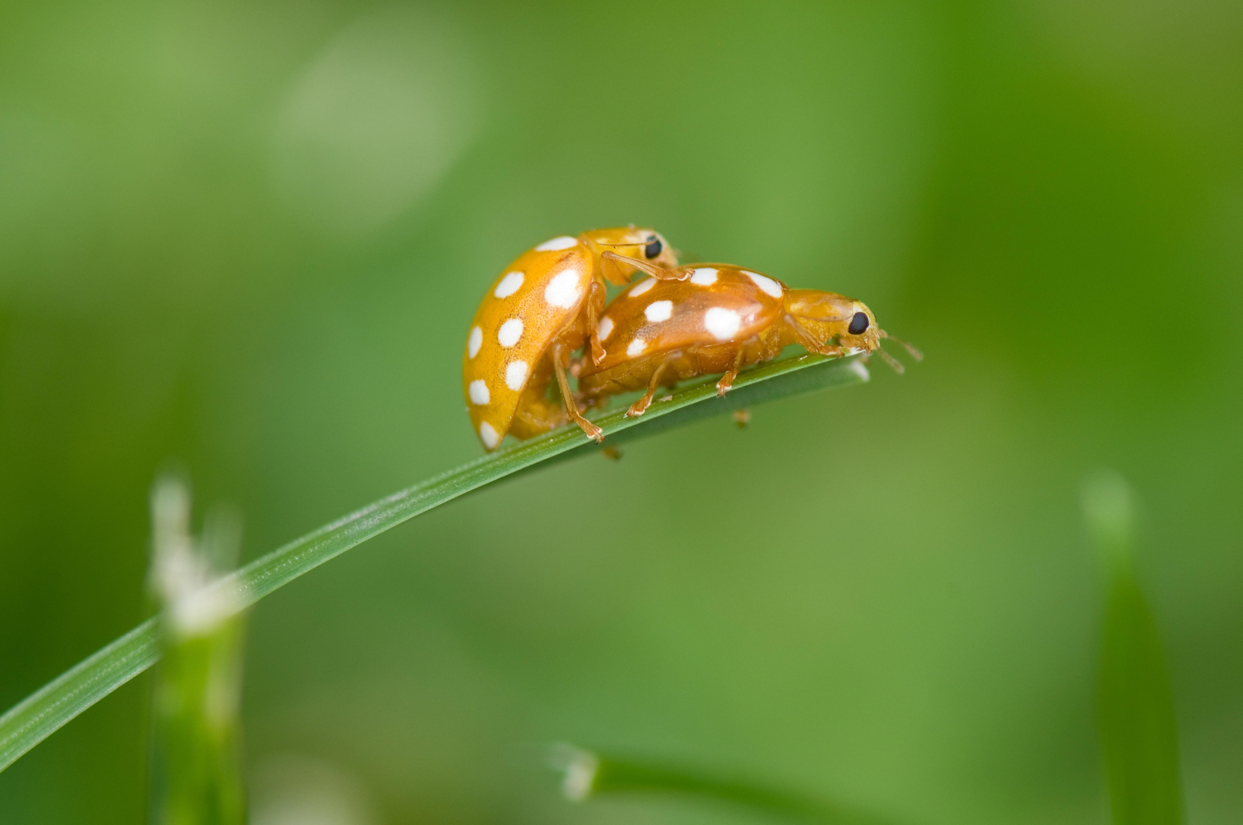 : Halyzia sedecimguttata.