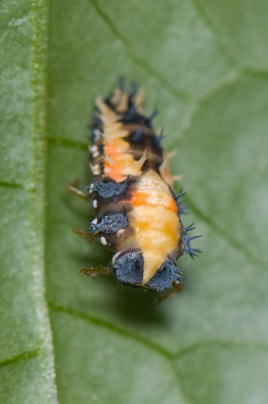 : Harmonia axyridis.