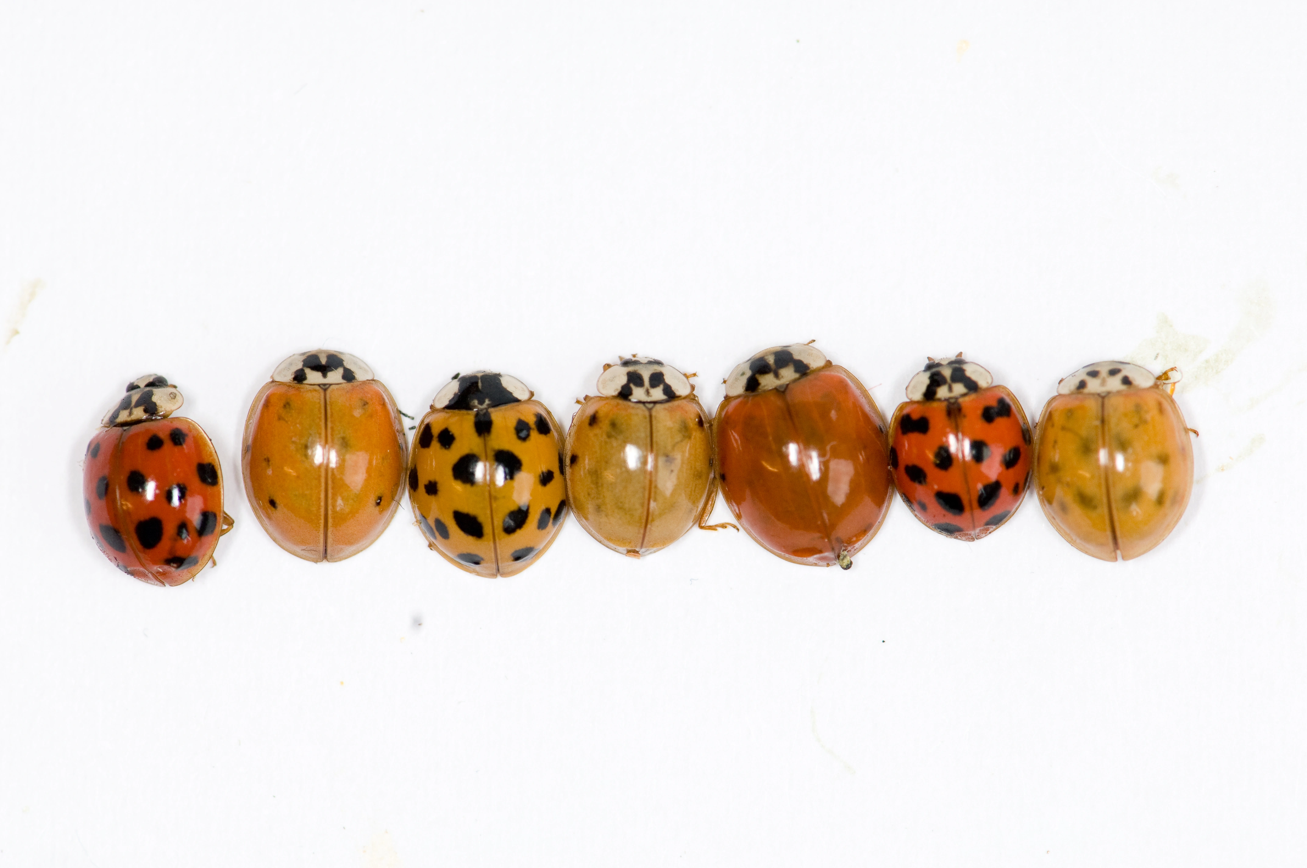 : Harmonia axyridis.