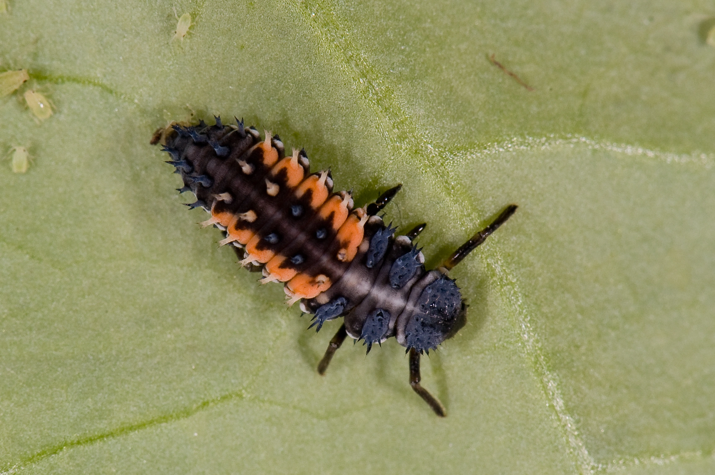 : Harmonia axyridis.