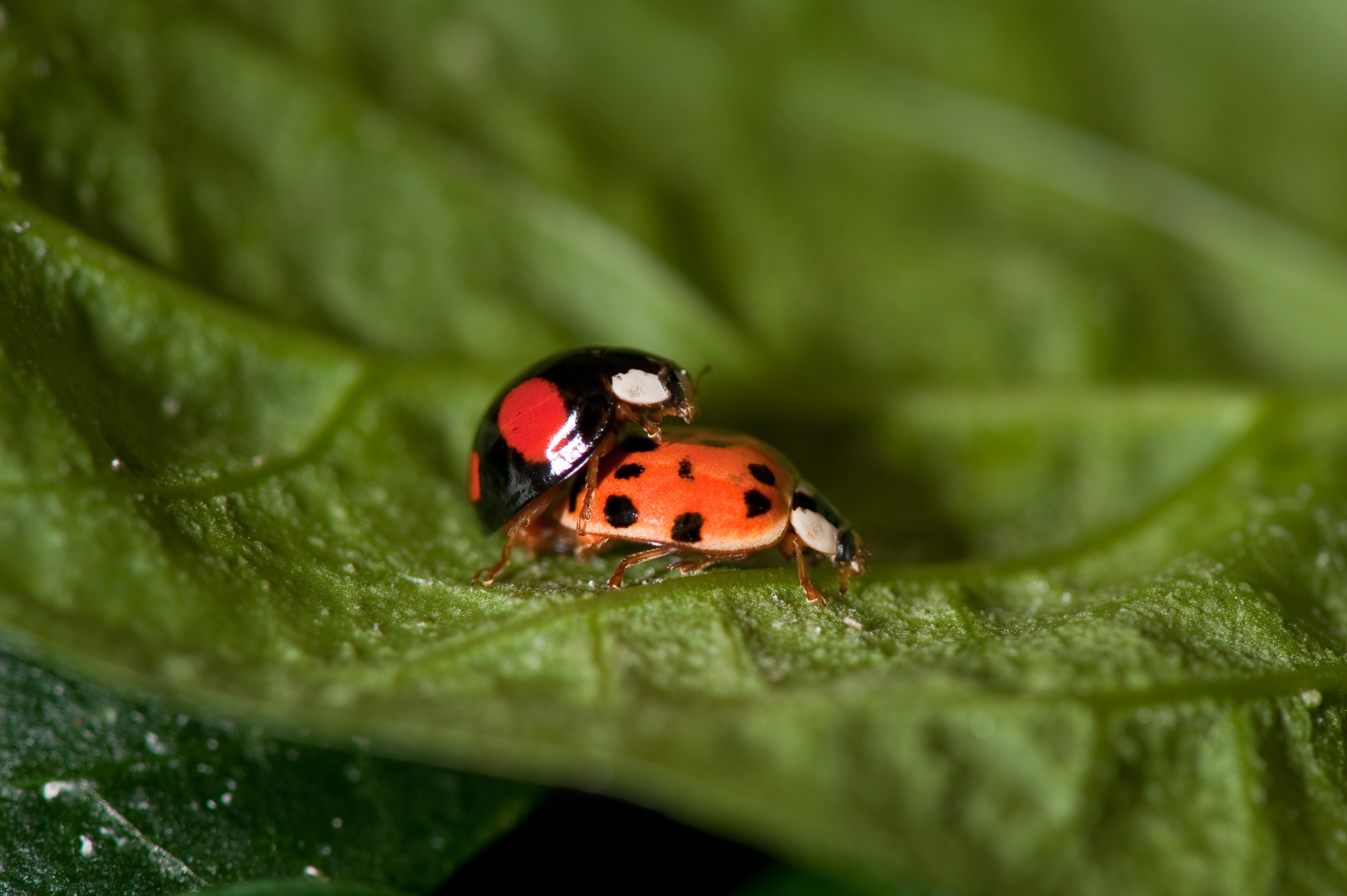 : Harmonia axyridis.