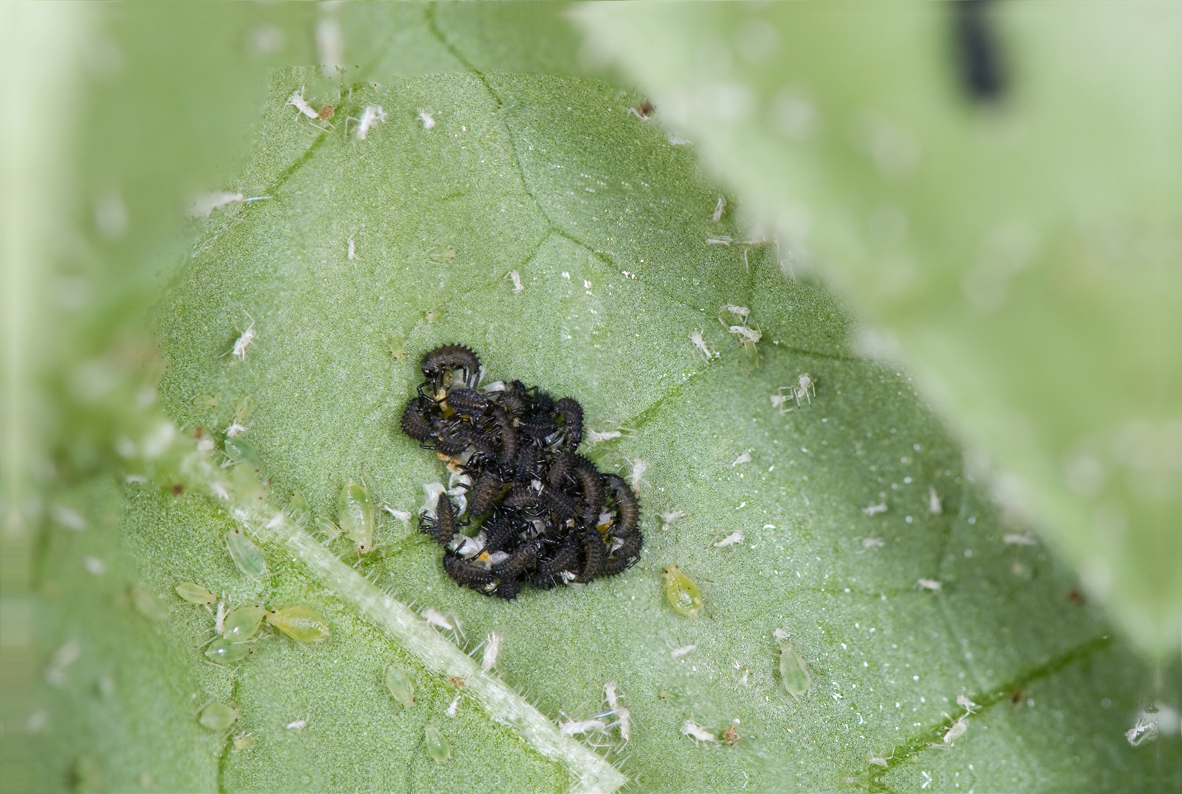 : Harmonia axyridis.