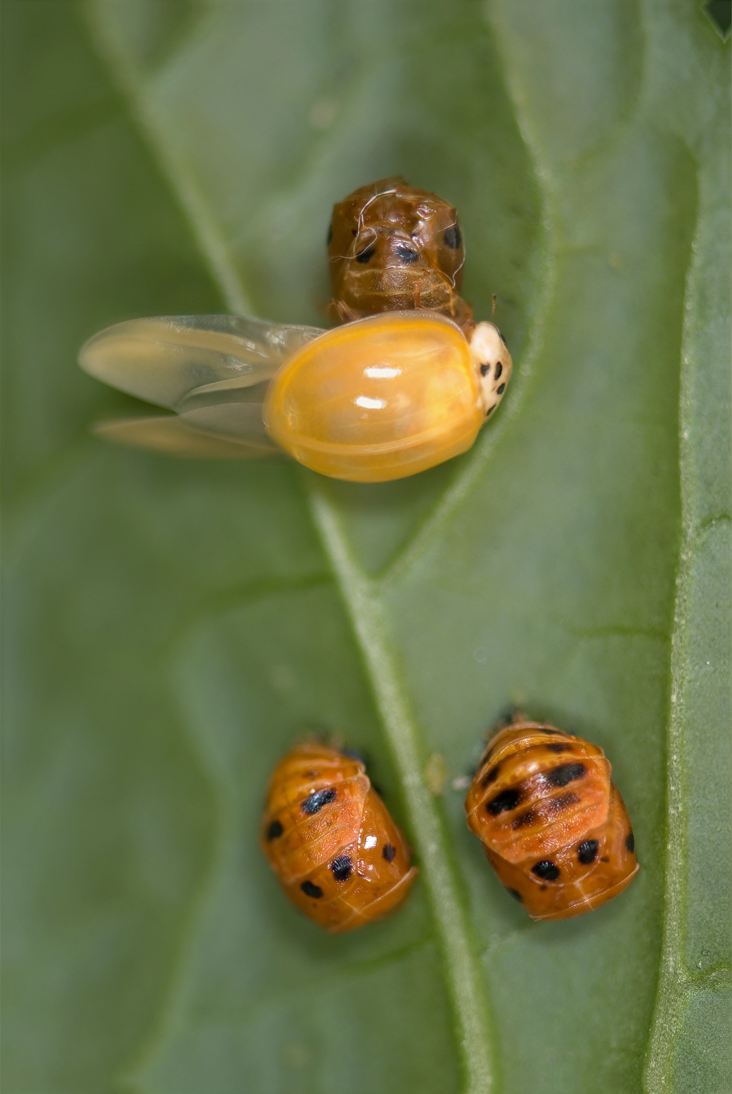 : Harmonia axyridis.