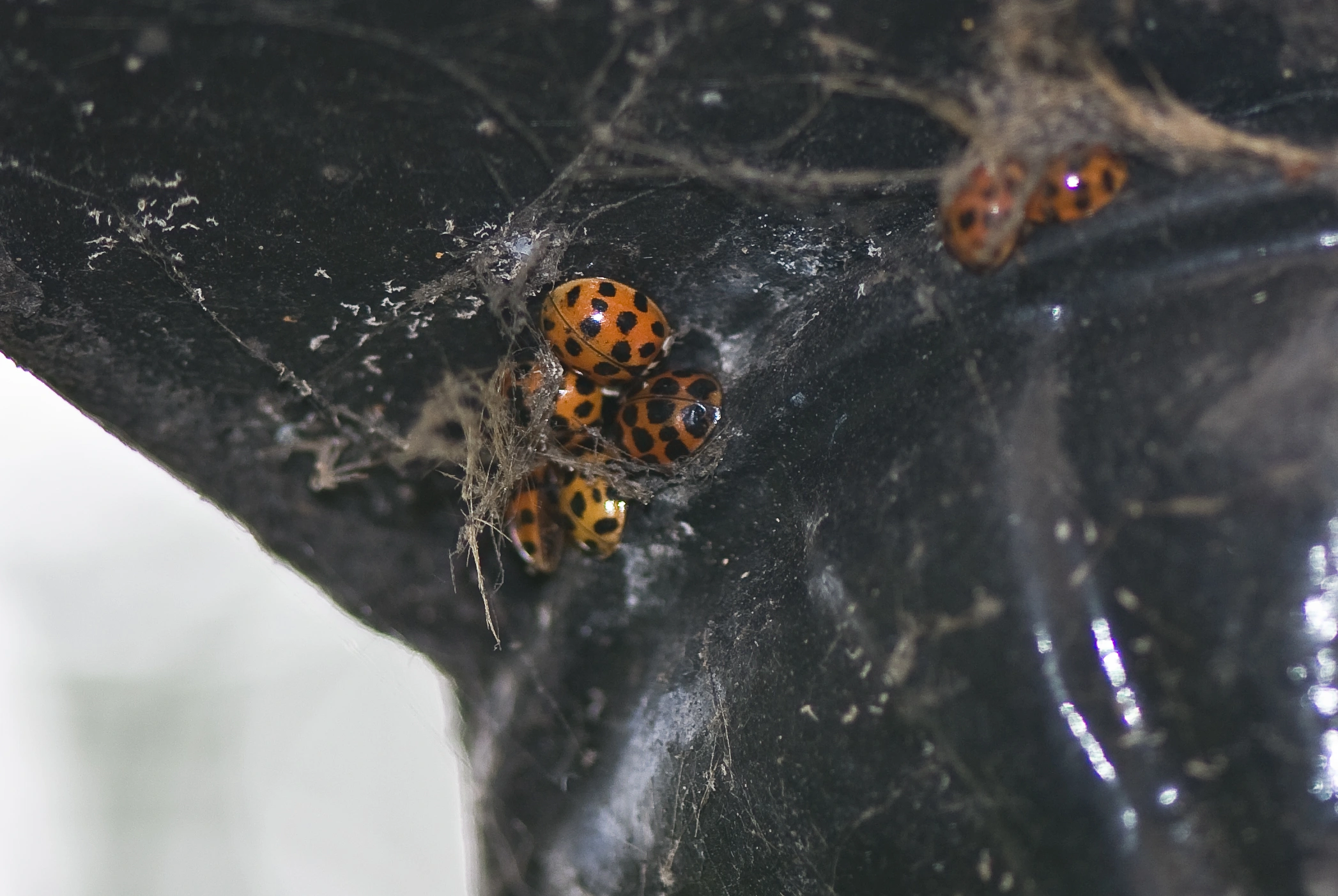 : Harmonia axyridis.