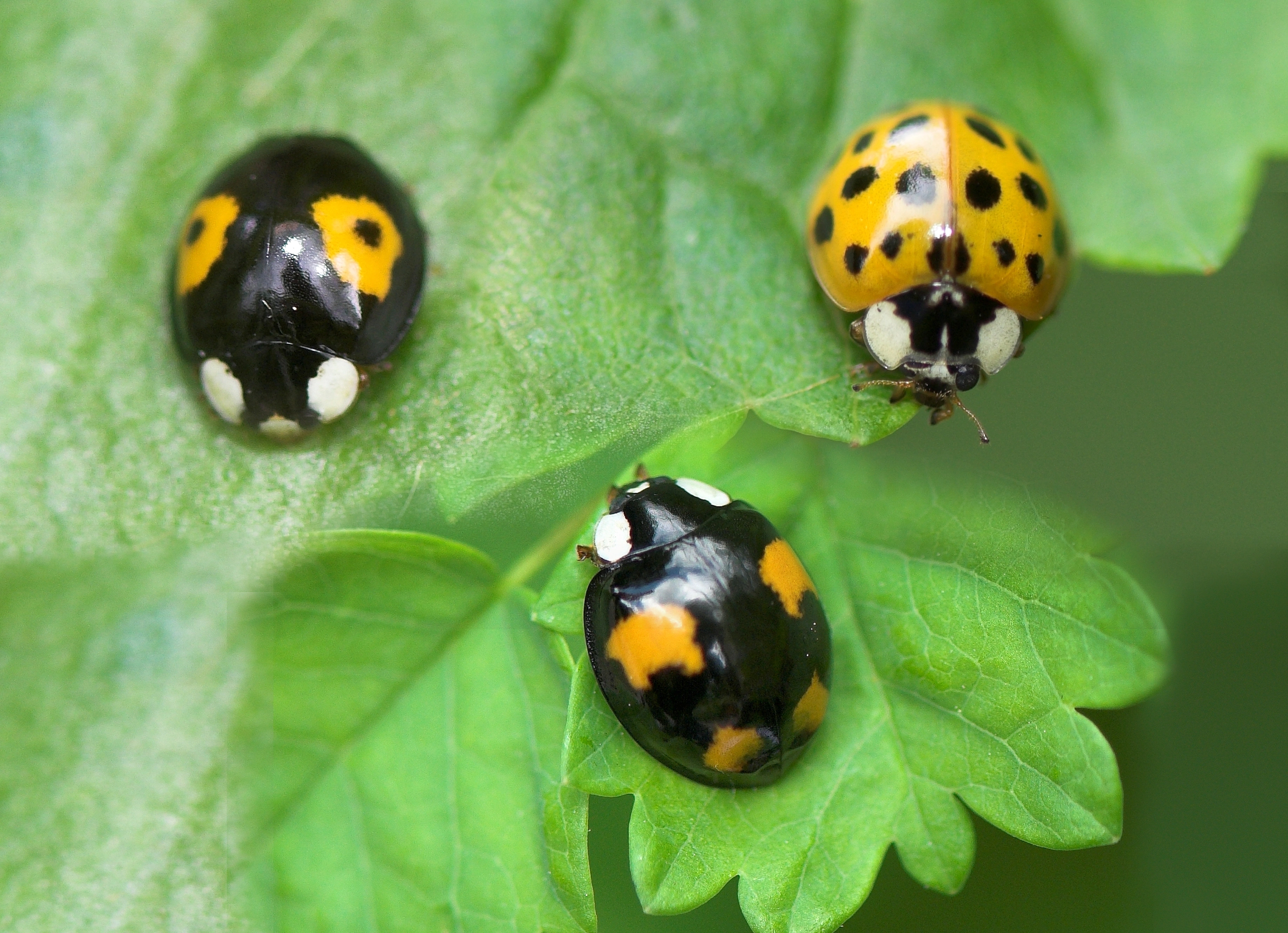 : Harmonia axyridis.