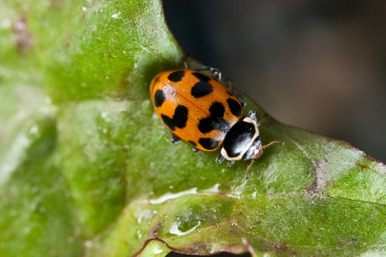 : Hippodamia septemmaculata.