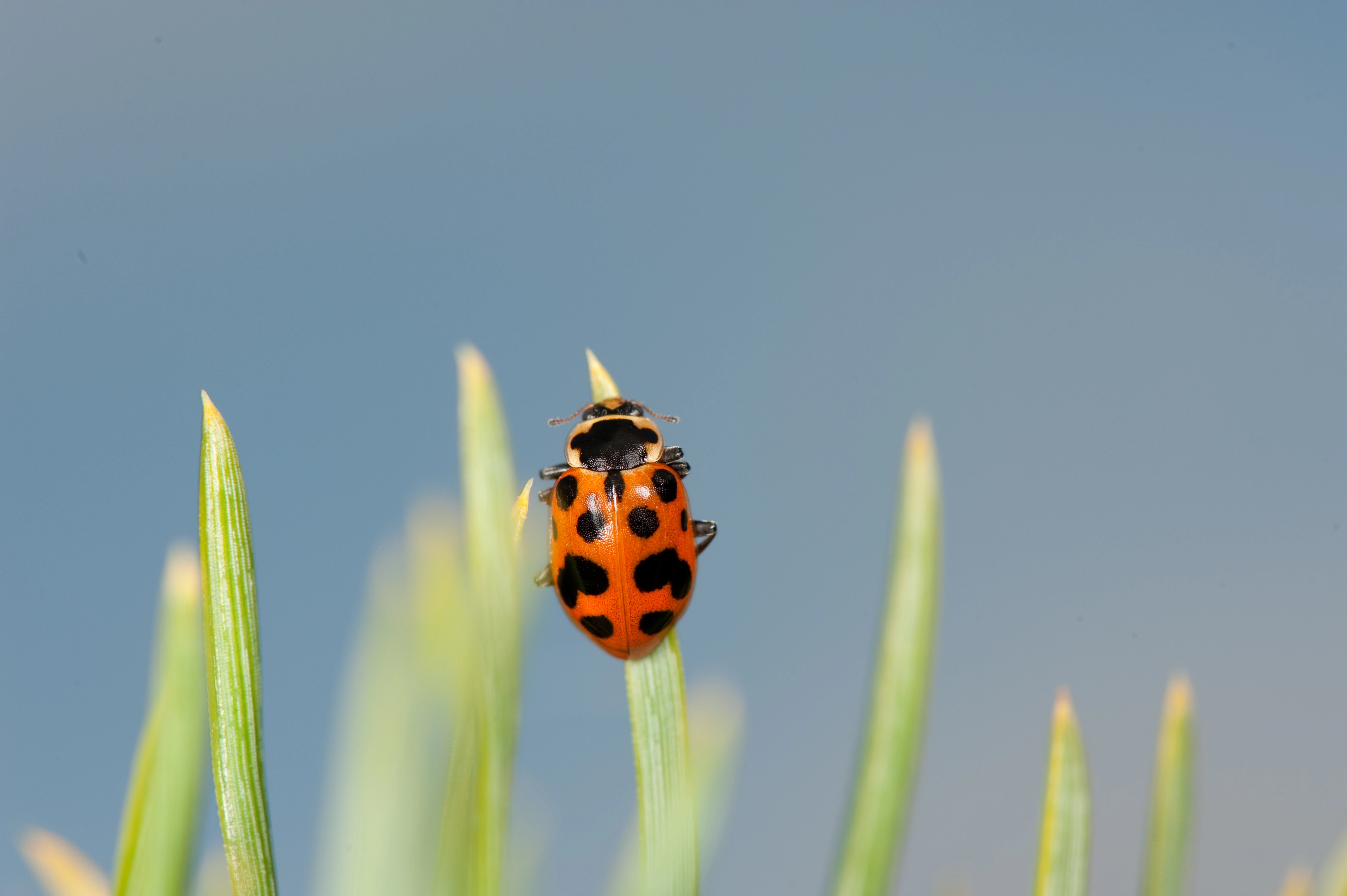 : Hippodamia tredecimpunctata.