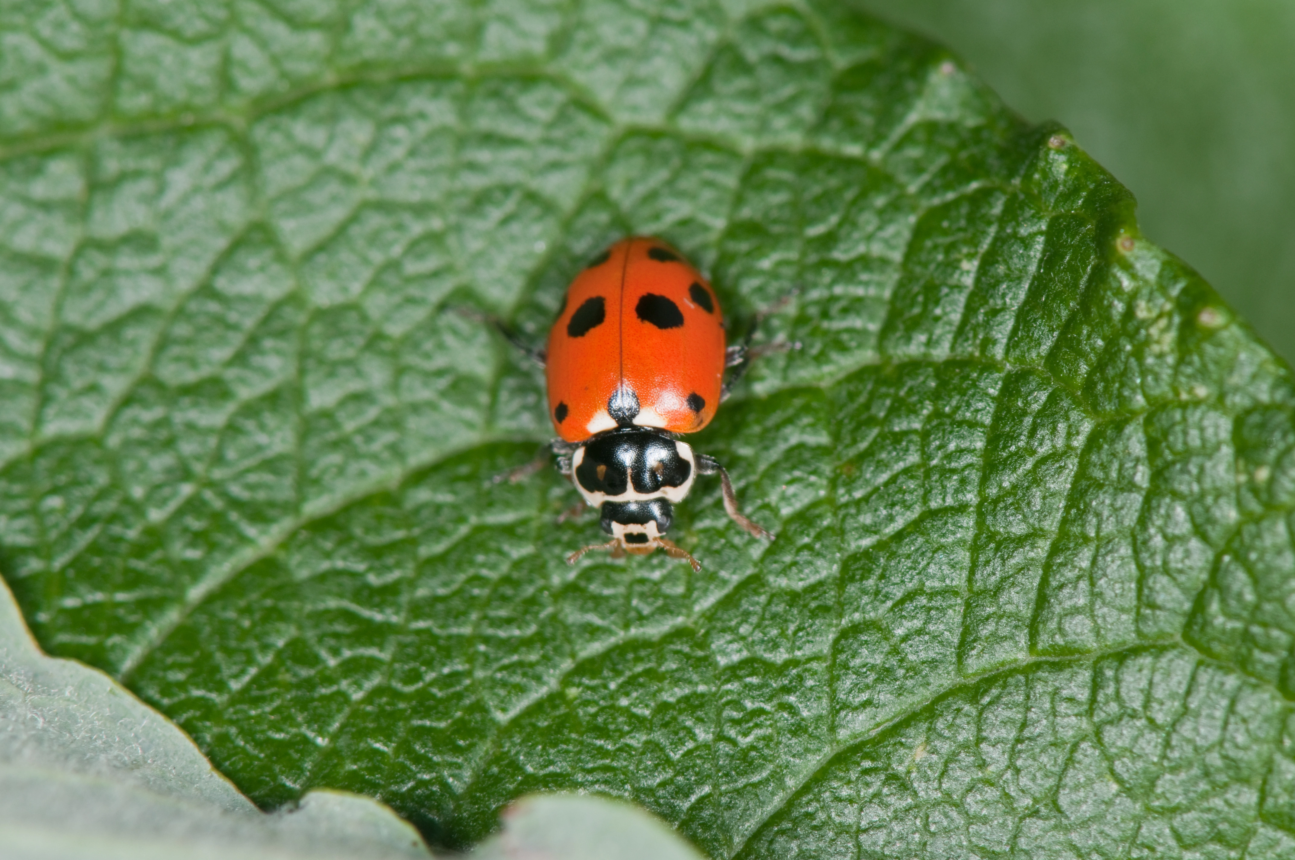 : Hippodamia variegata.