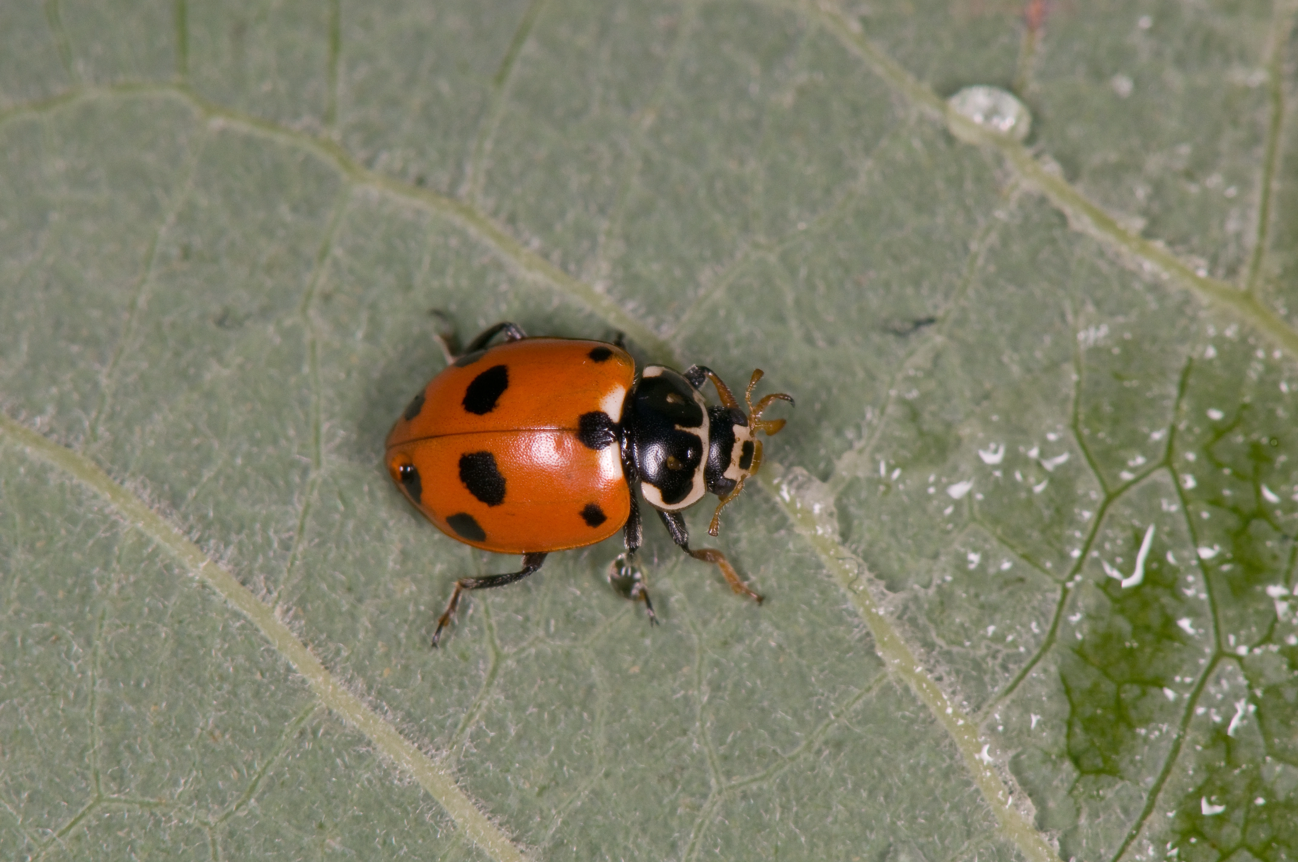 : Hippodamia variegata.