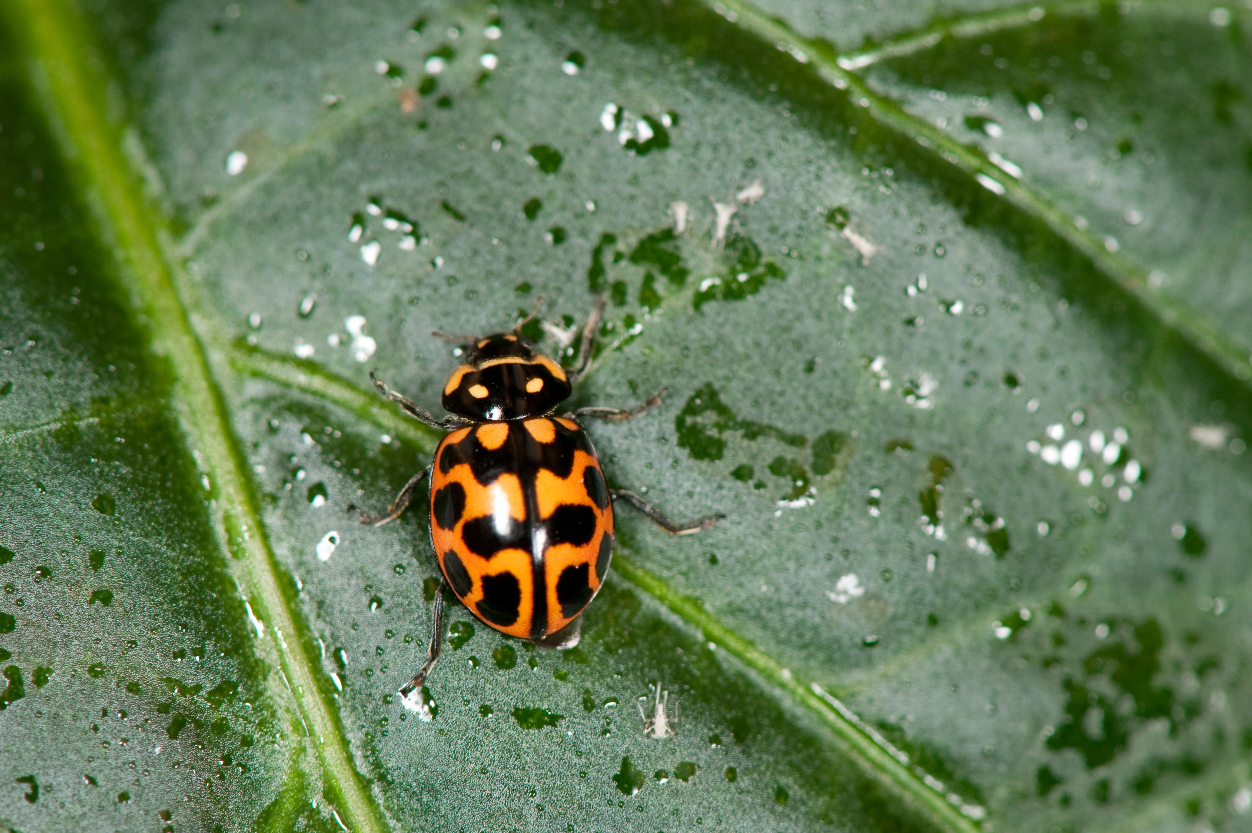 : Lioadalia flavomaculata.