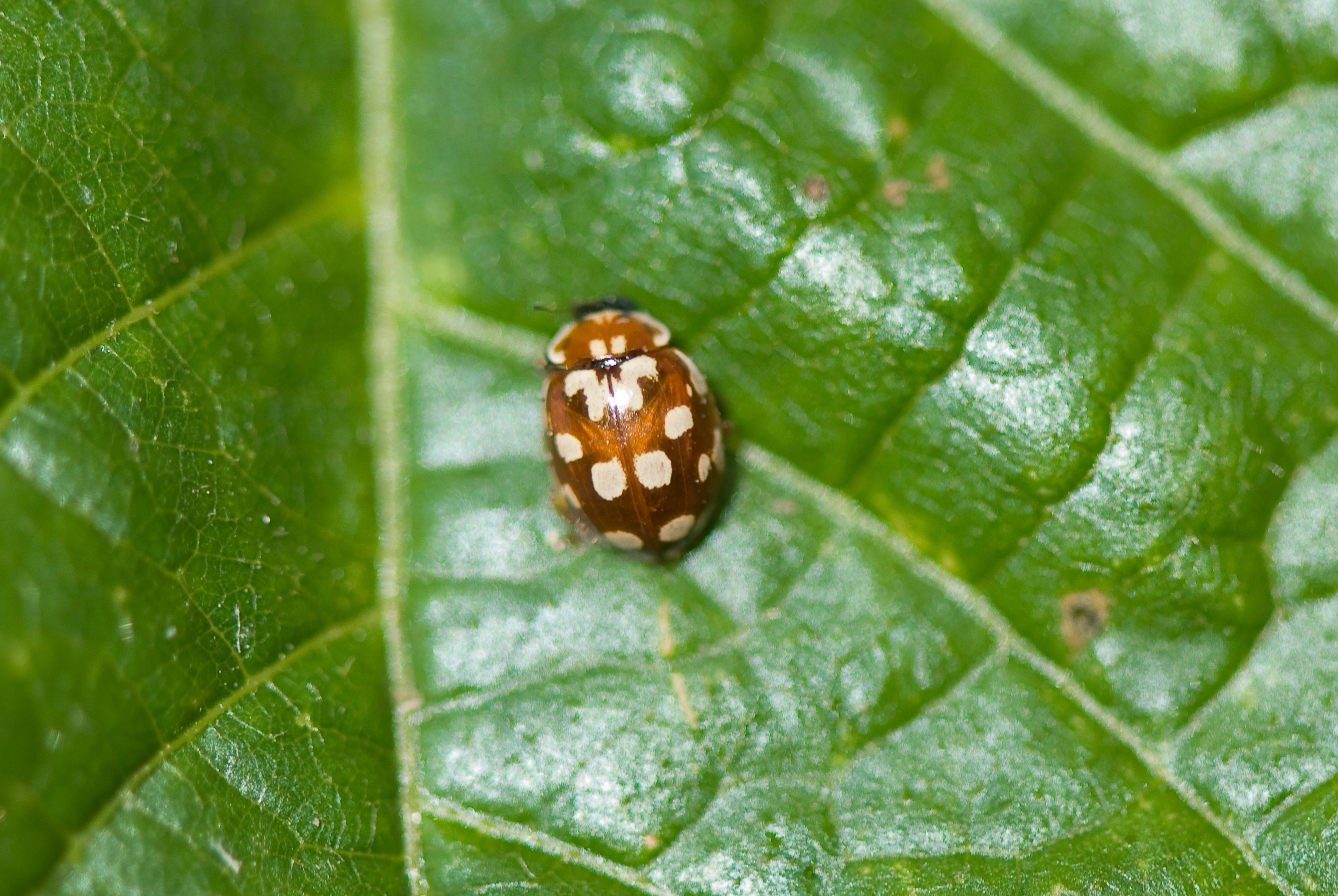 : Myrrha octodecimguttata.