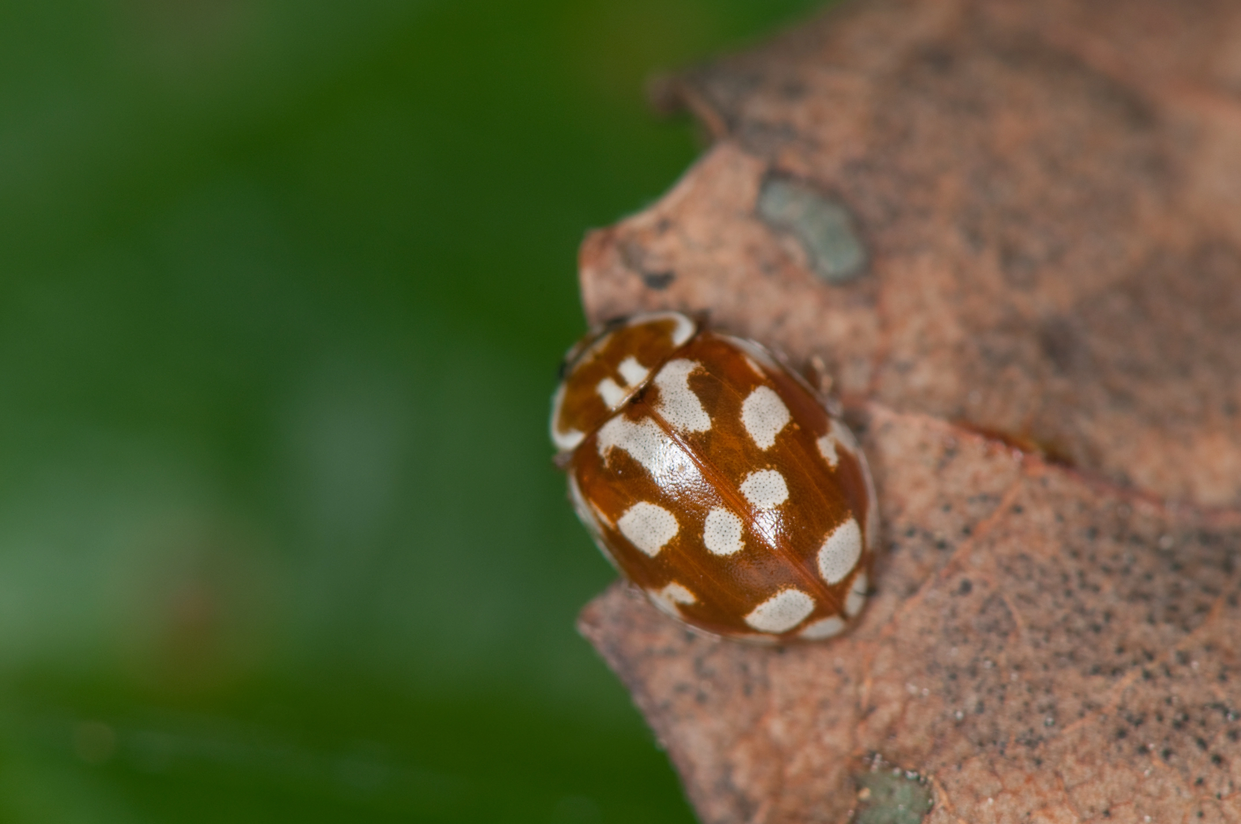 : Myrrha octodecimguttata.