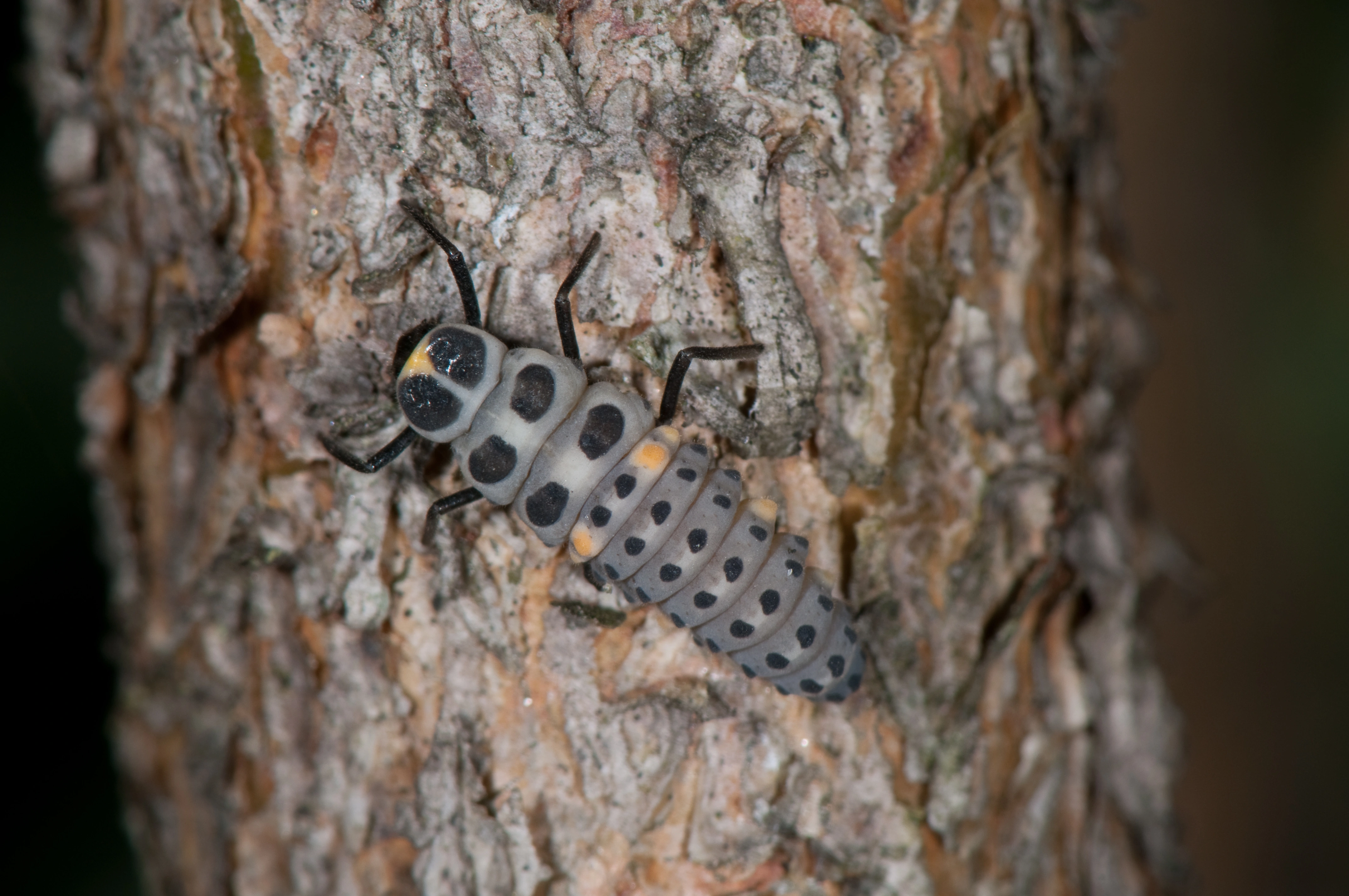 : Myzia oblongoguttata.