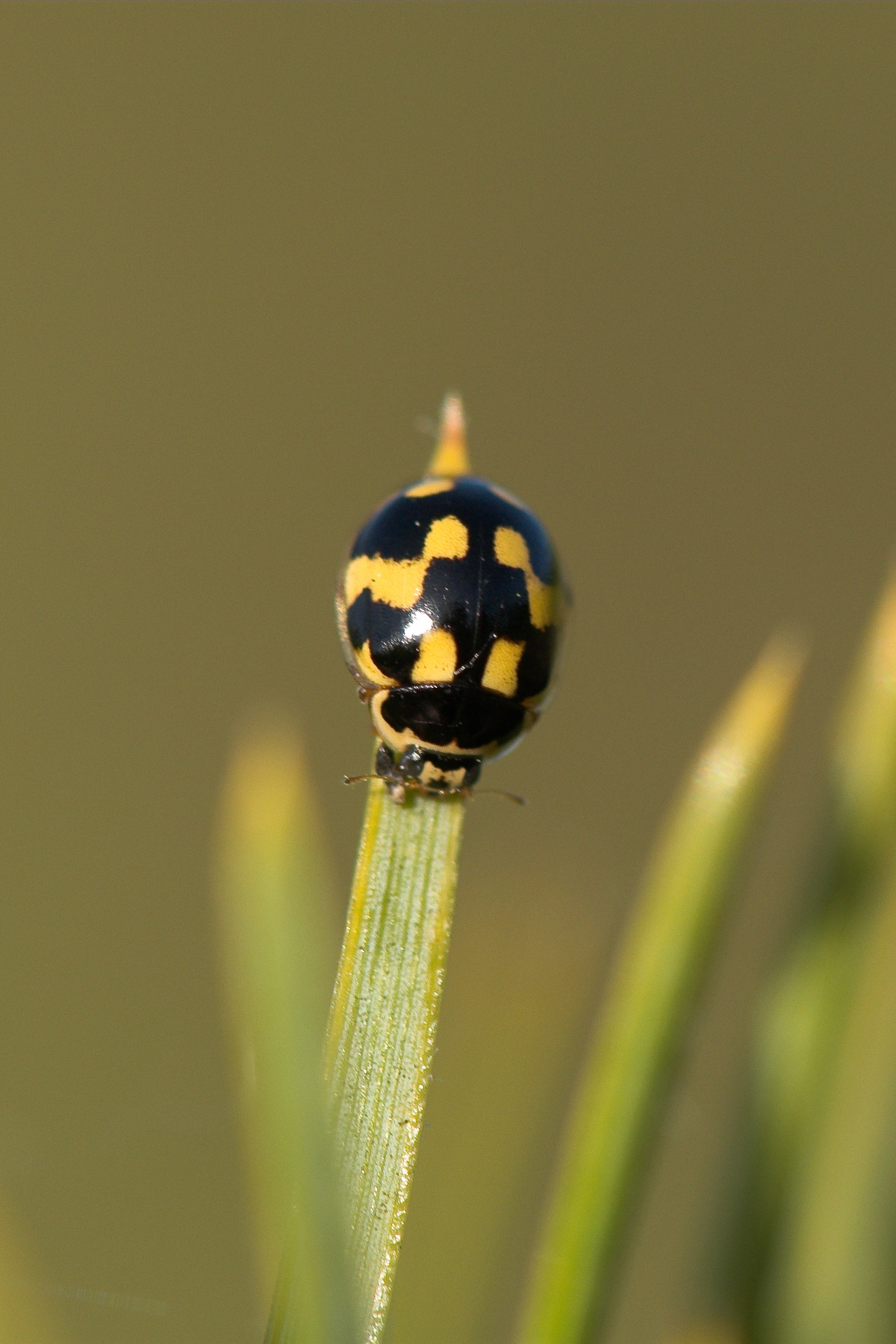 : Propylea quatuordecimpunctata.