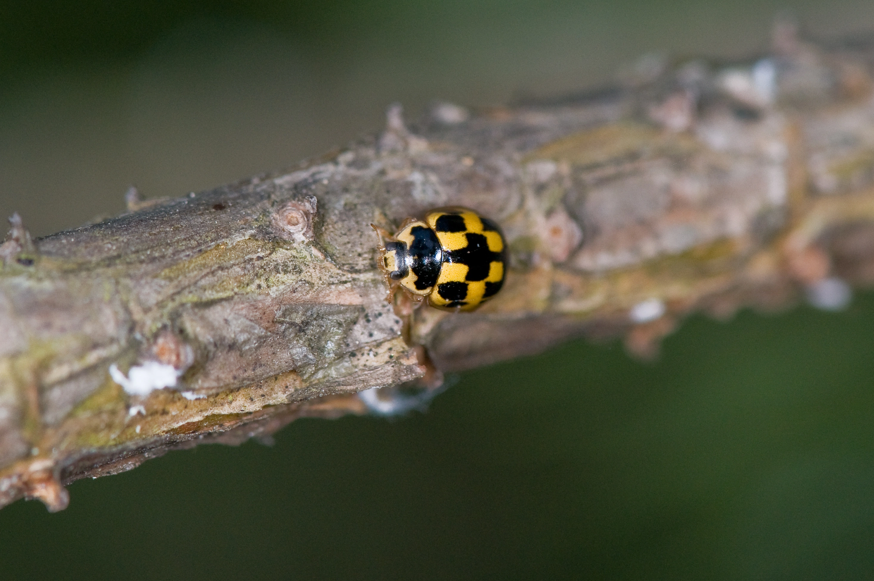 : Propylea quatuordecimpunctata.