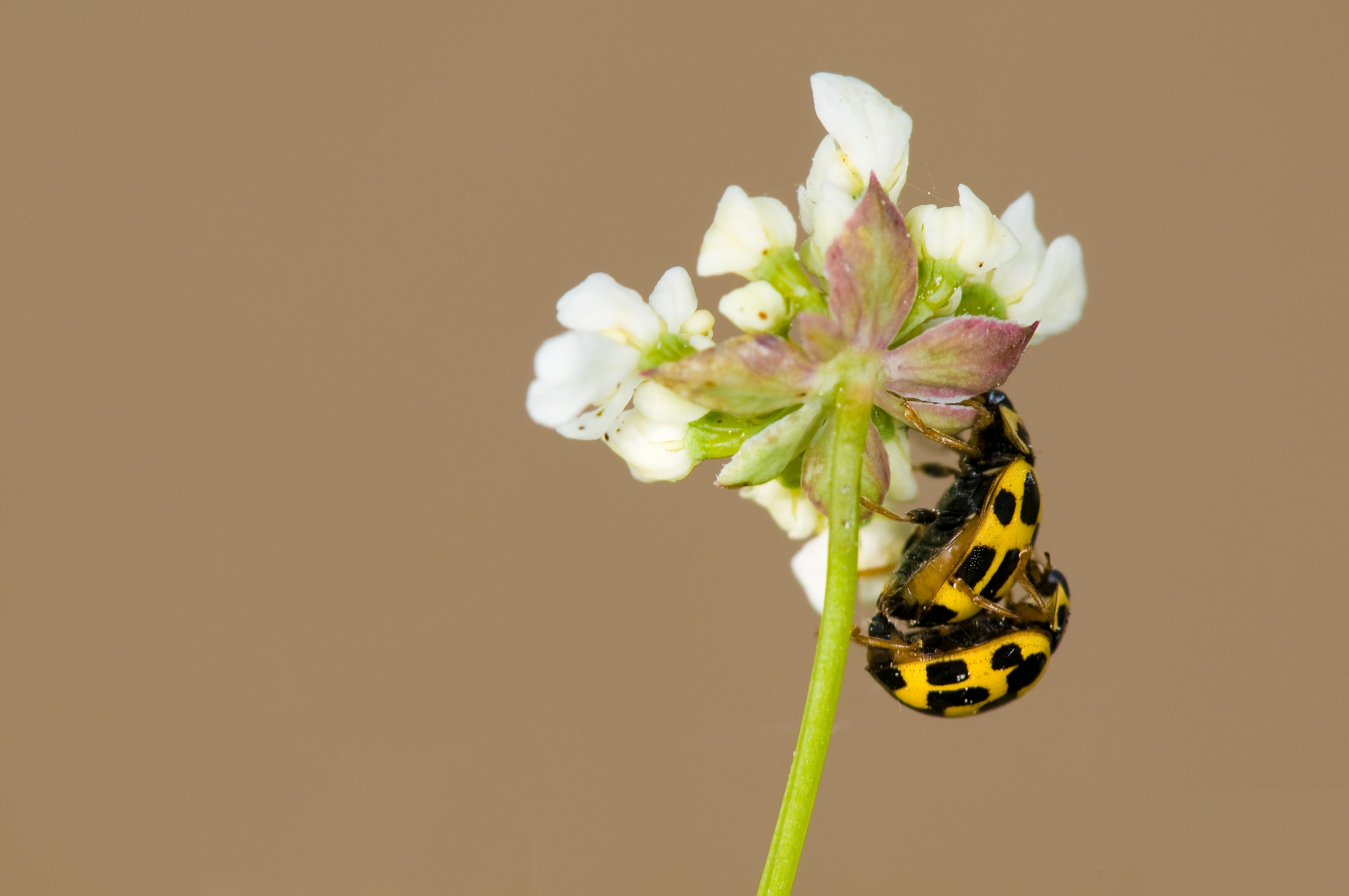 : Propylea quatuordecimpunctata.