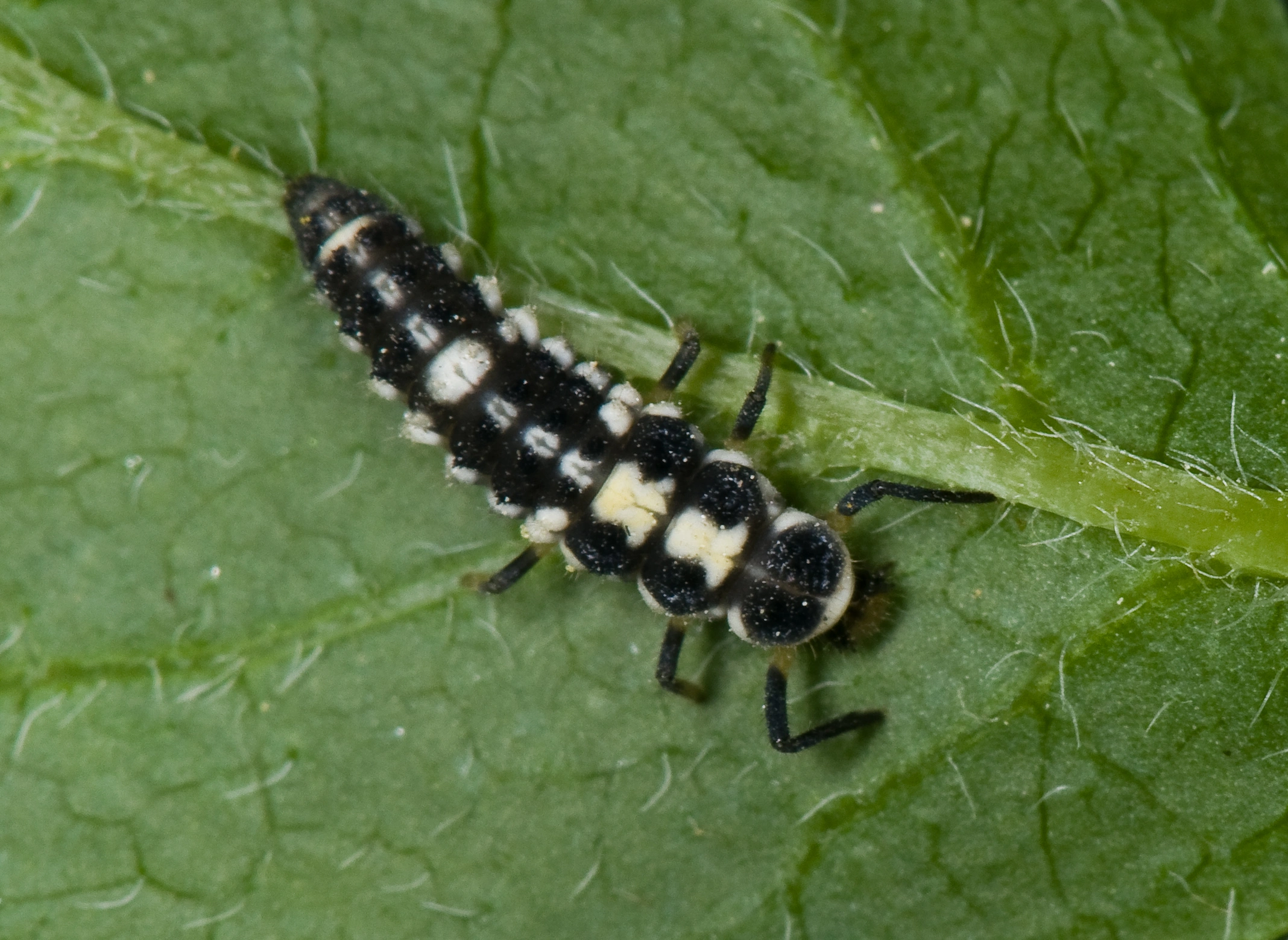 : Propylea quatuordecimpunctata.