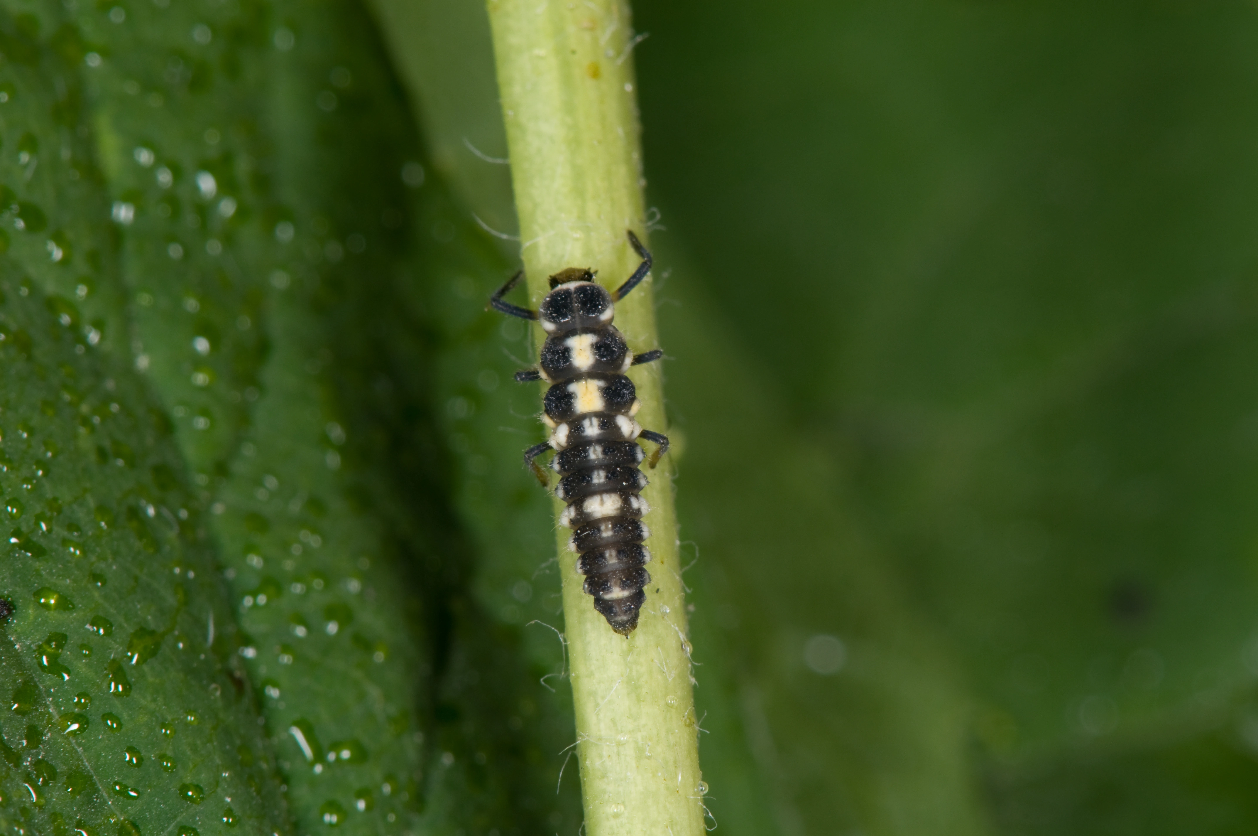 : Propylea quatuordecimpunctata.