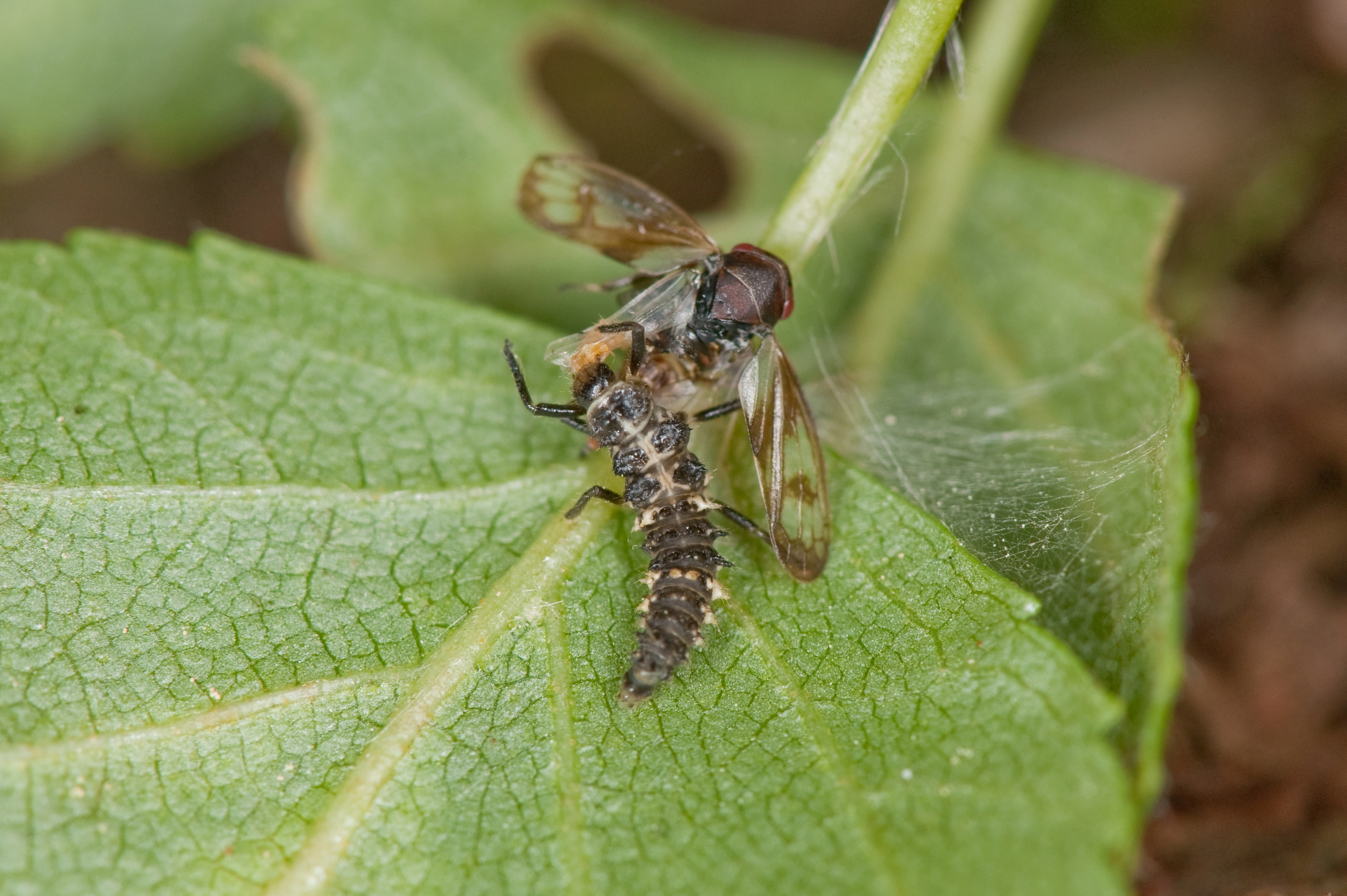 : Propylea quatuordecimpunctata.