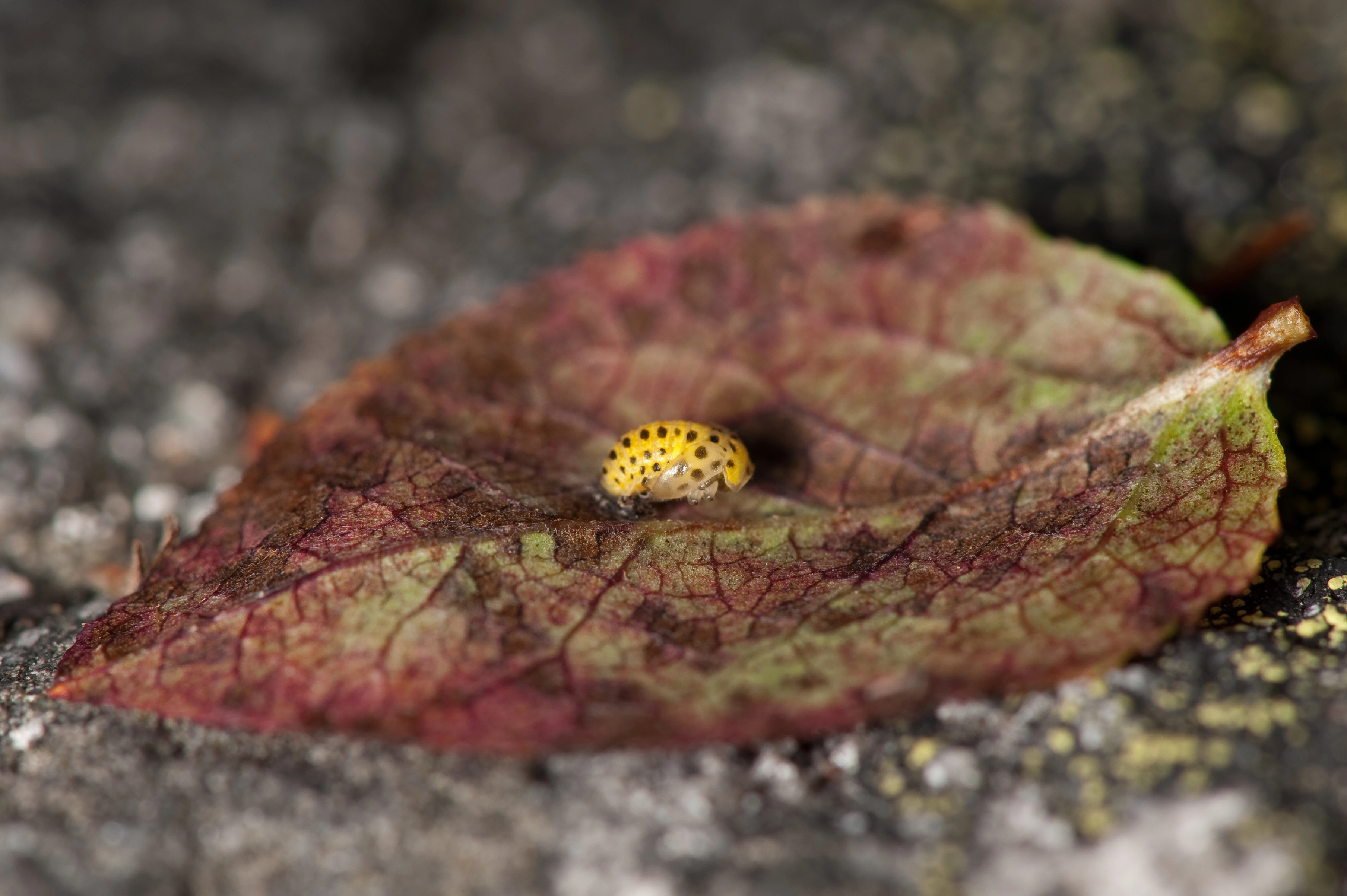 : Psyllobora vigintiduopunctata.