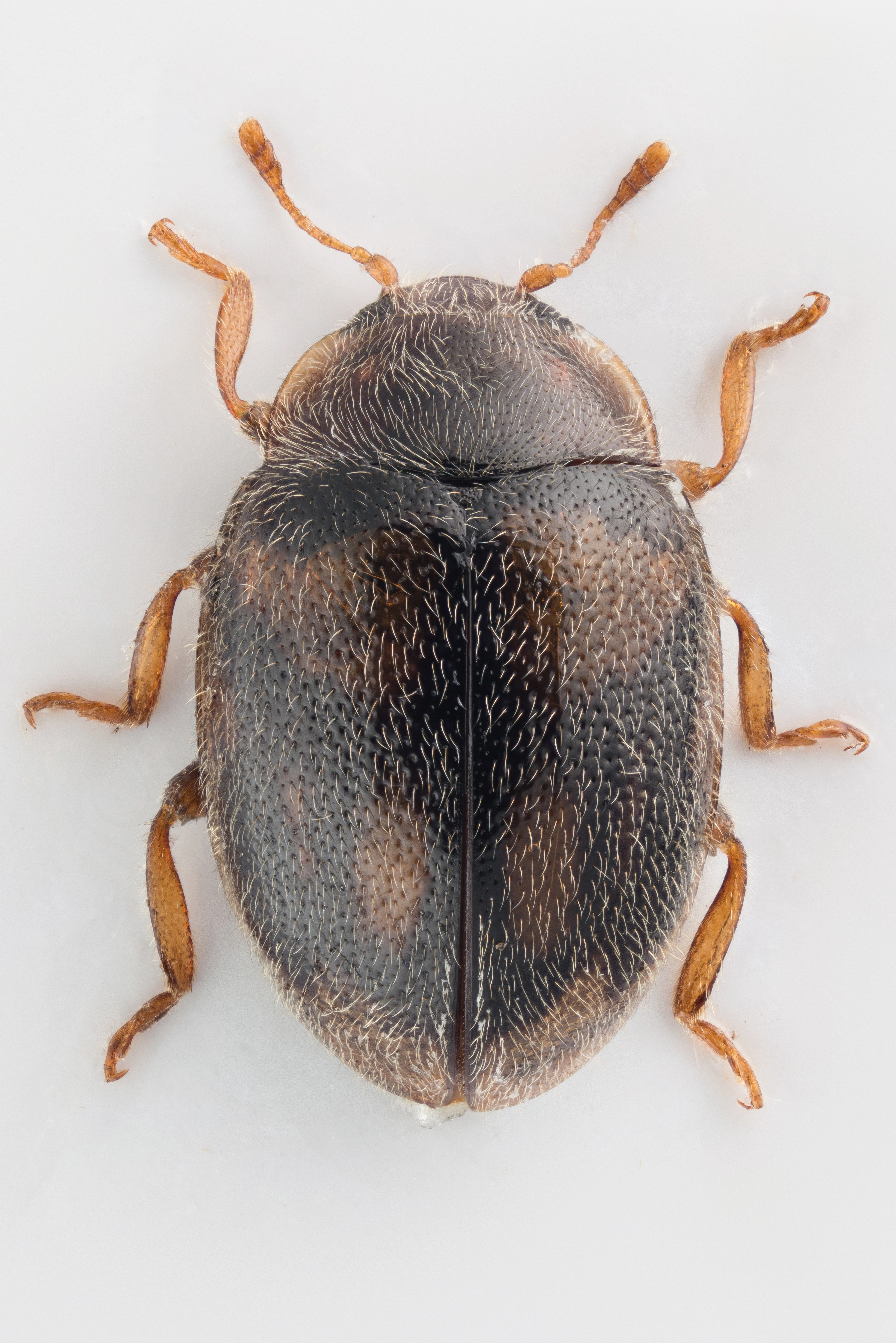 : Rhyzobius chrysomeloides.