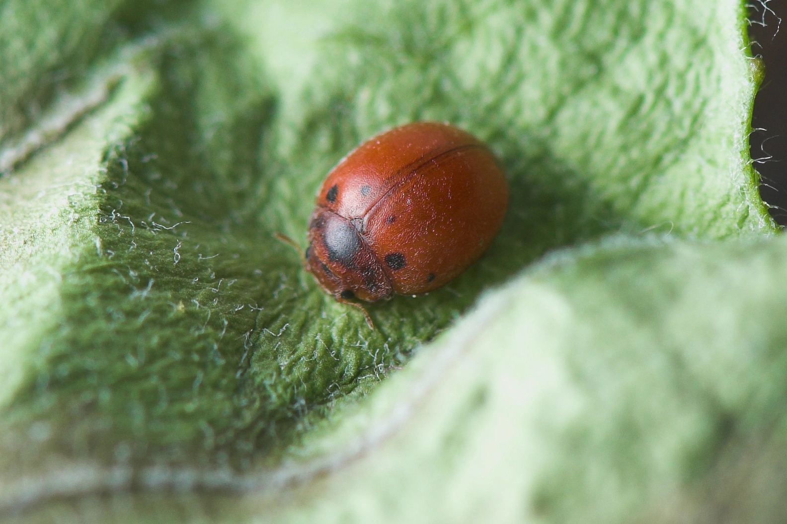 : Subcoccinella vigintiquatuorpunctata.