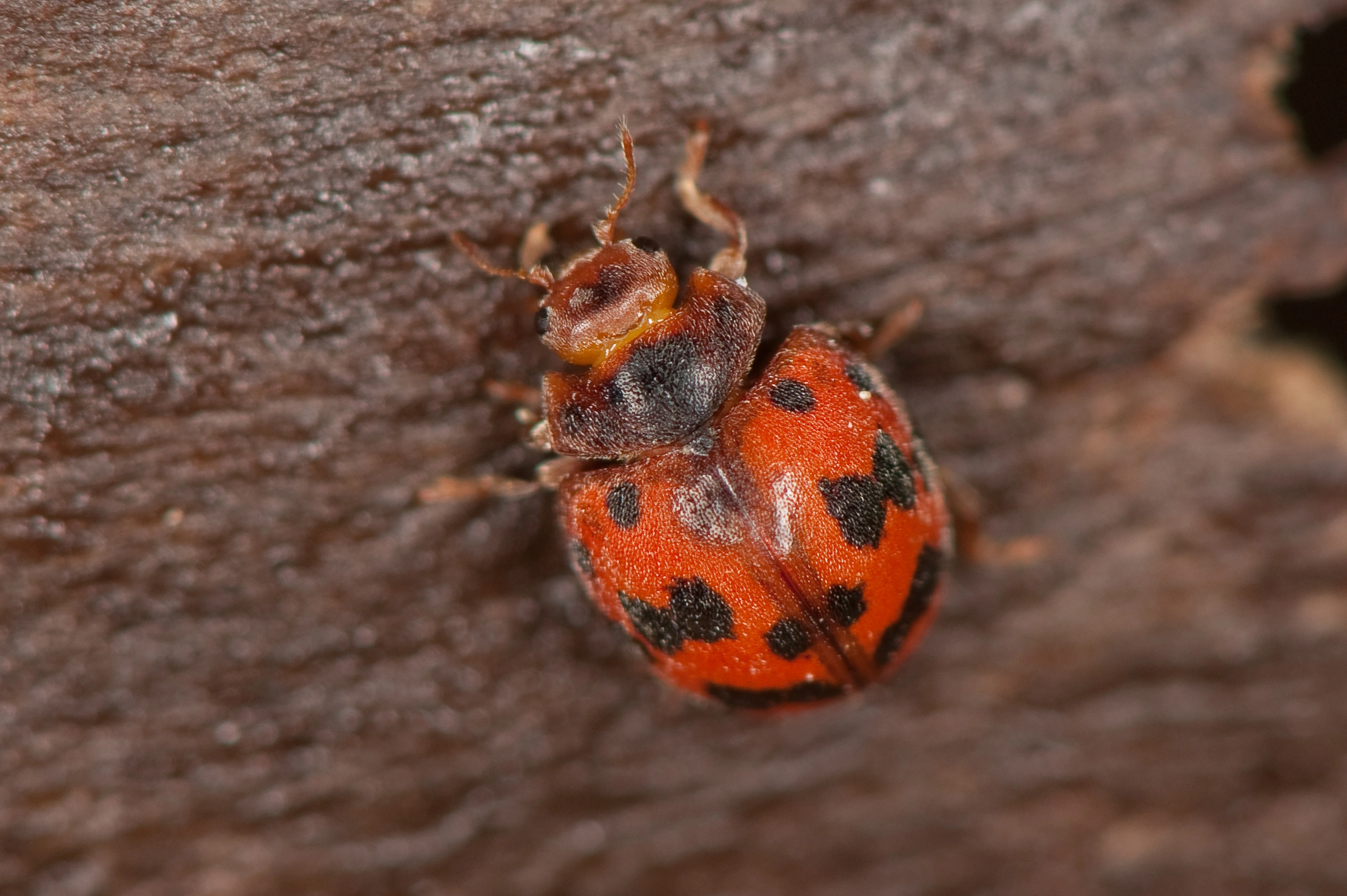 : Subcoccinella vigintiquatuorpunctata.