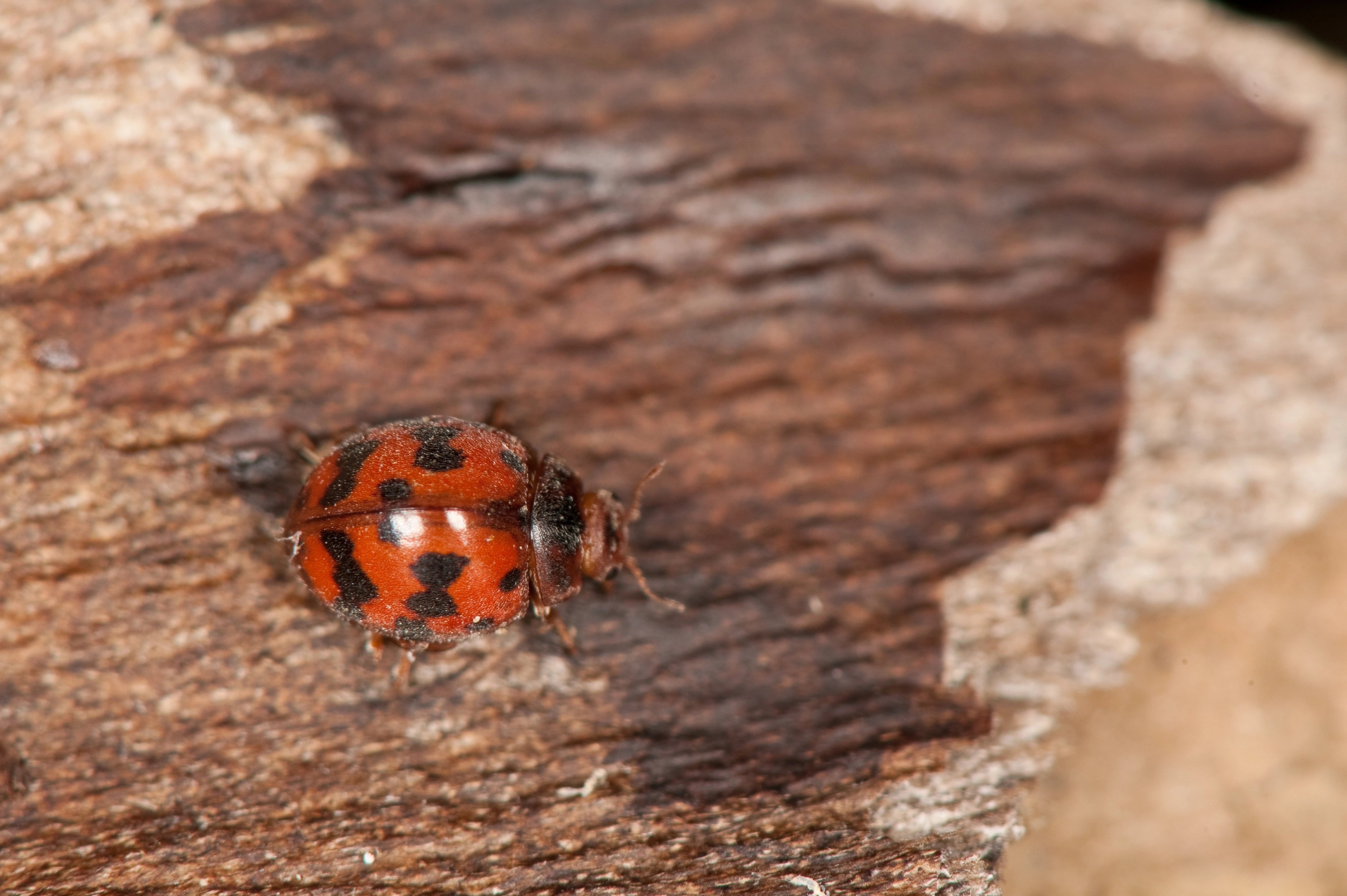 : Subcoccinella vigintiquatuorpunctata.