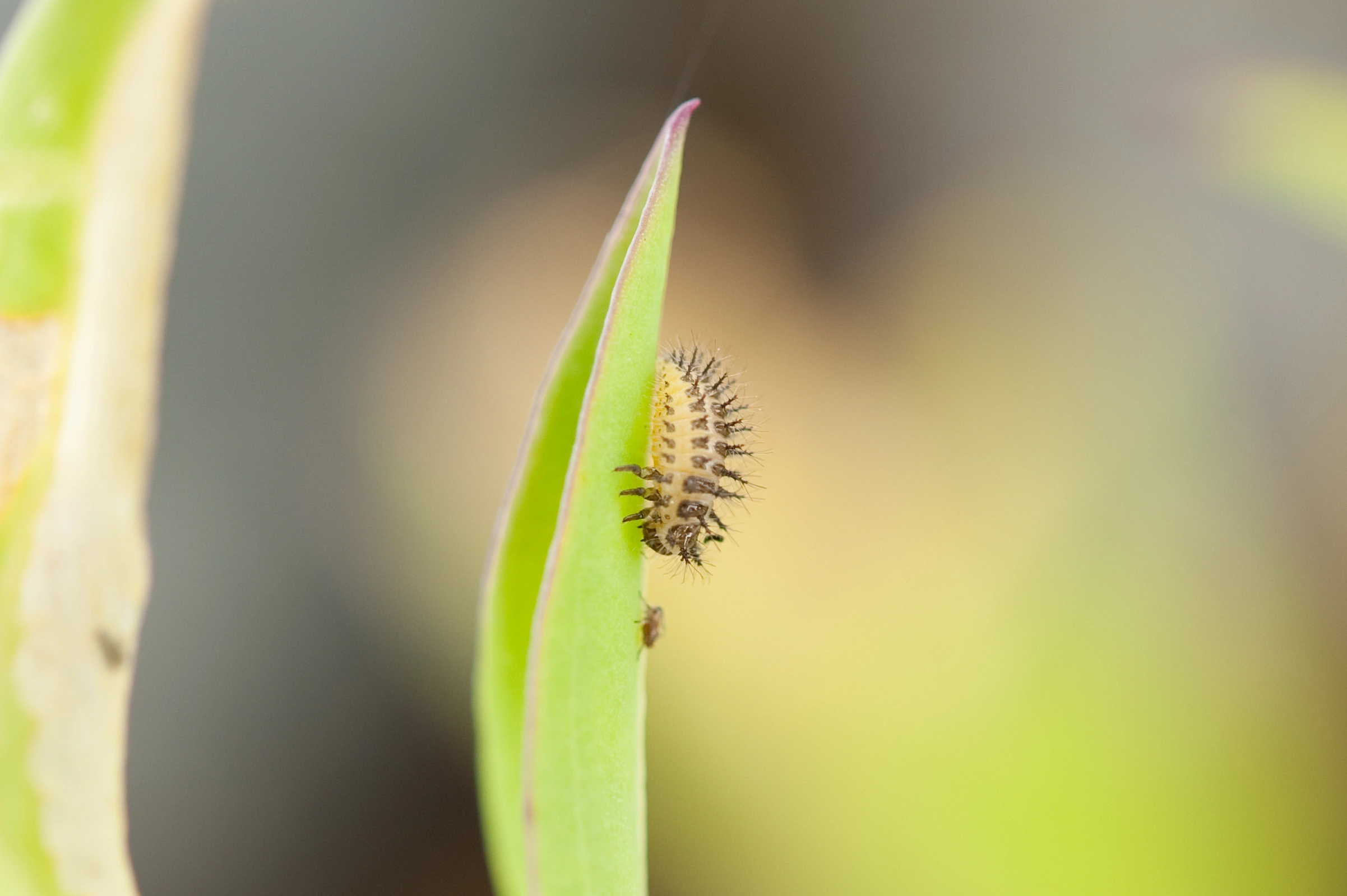 : Subcoccinella vigintiquatuorpunctata.