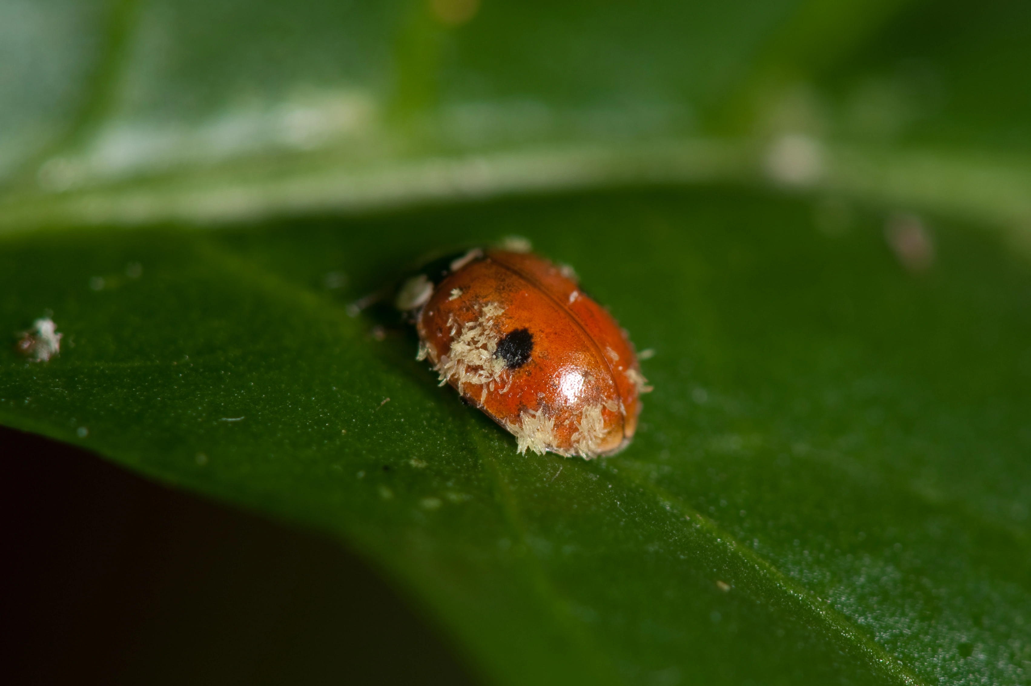 : Adalia bipunctata.