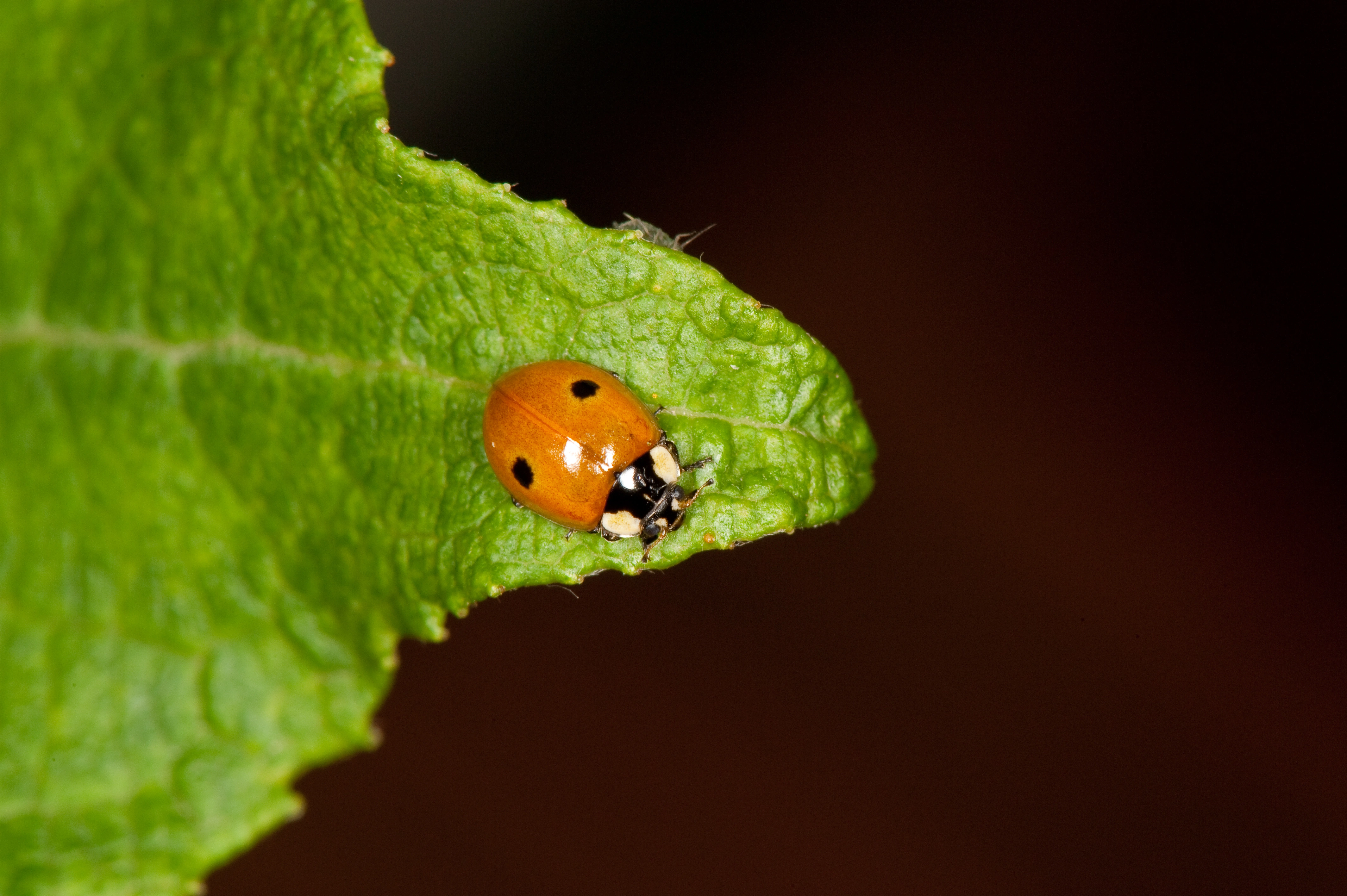 : Adalia bipunctata.