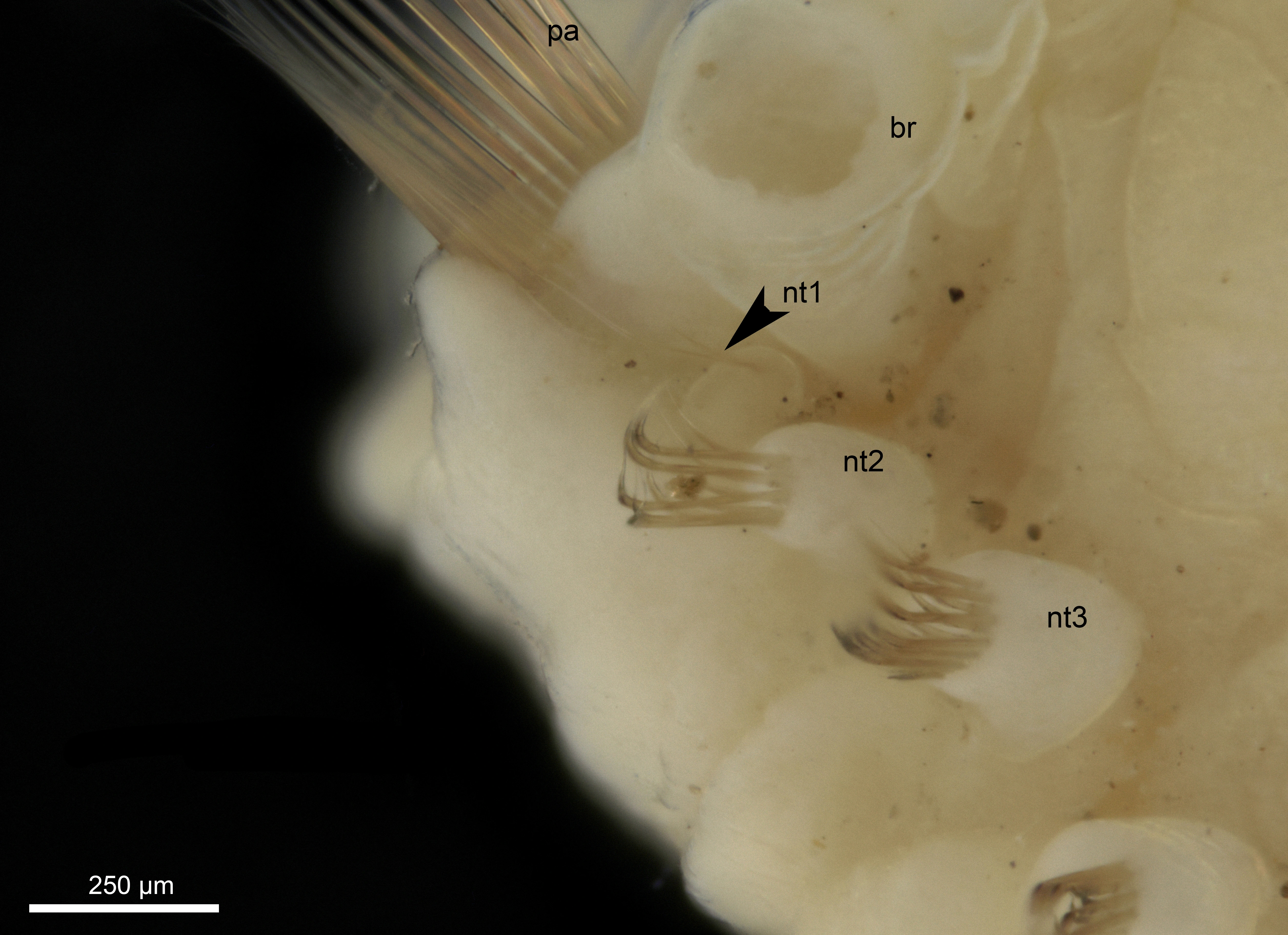 : Anobothrus gracilis.