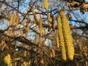 : Corylus avellana.