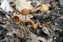 : Conocybe subpubescens.