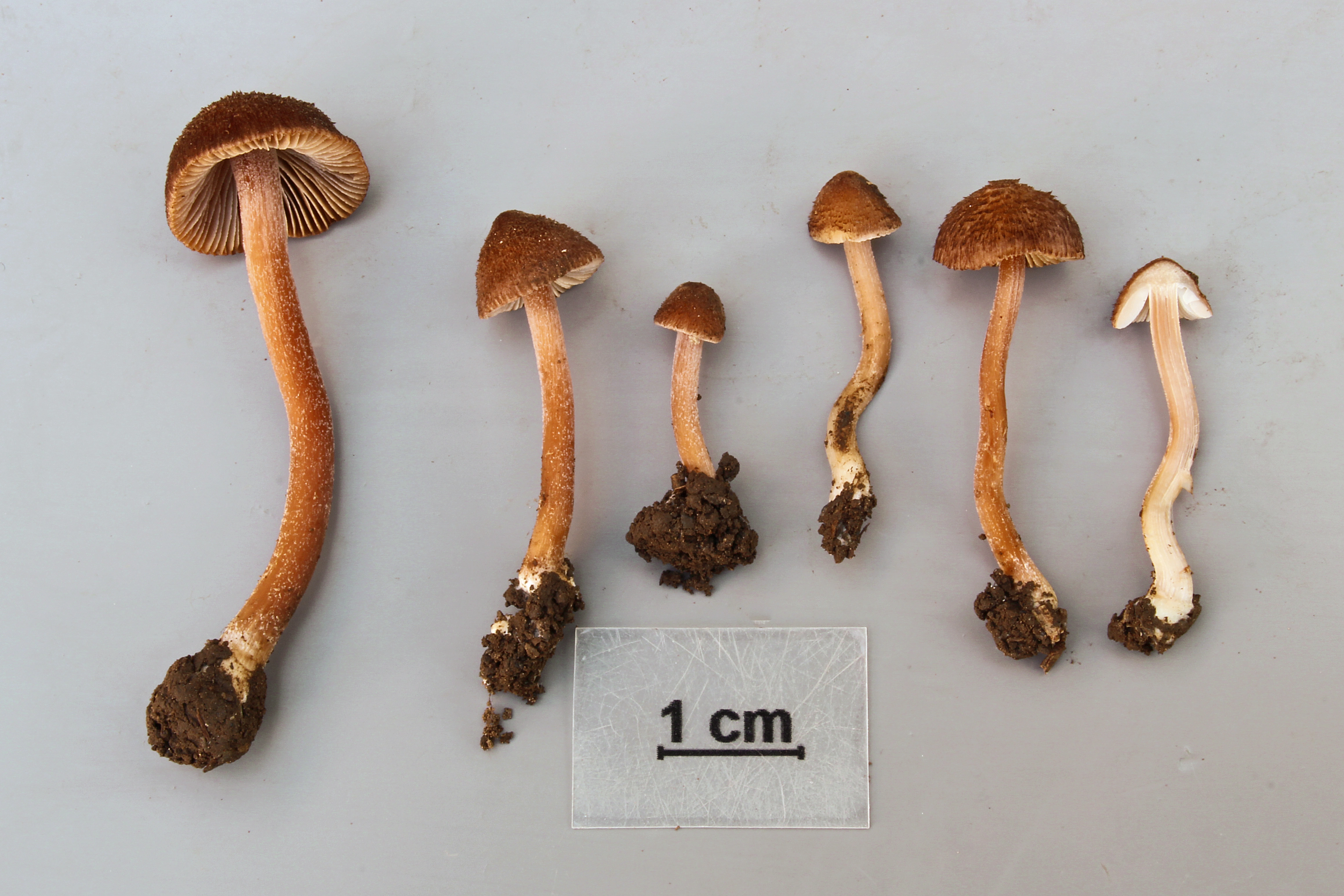 : Inocybe calospora.