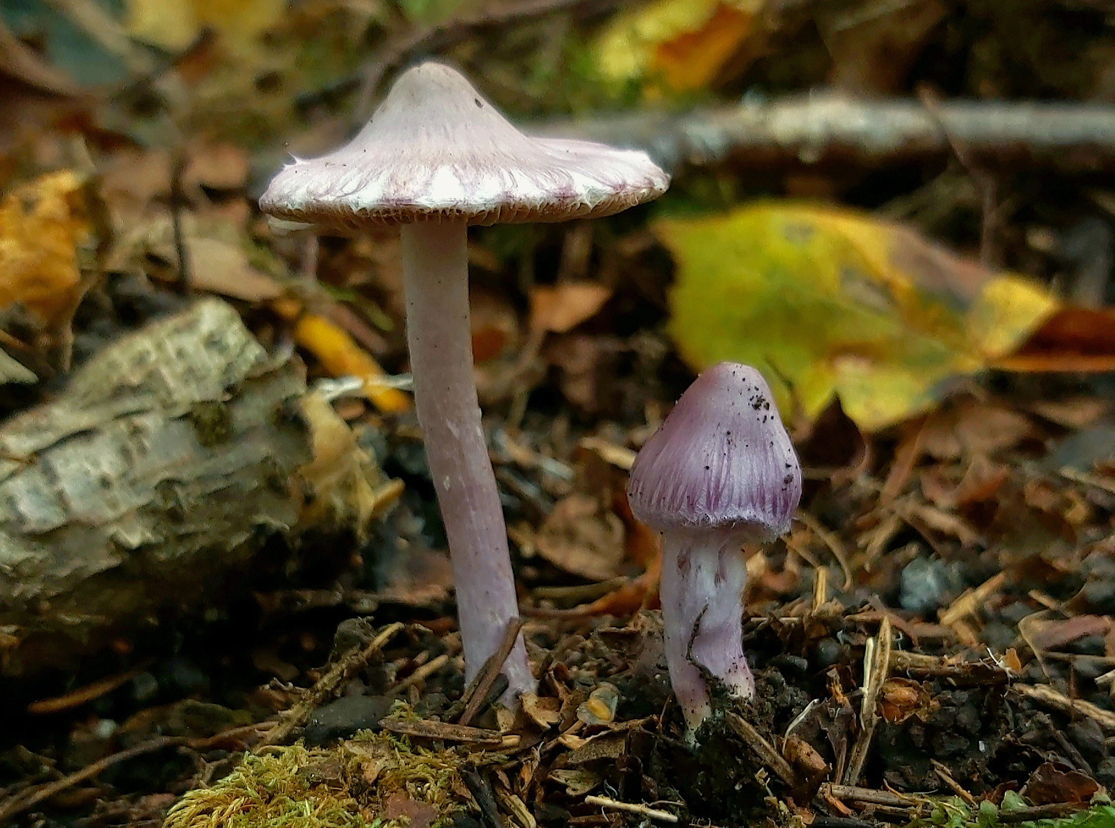 : Inocybe lilacina.