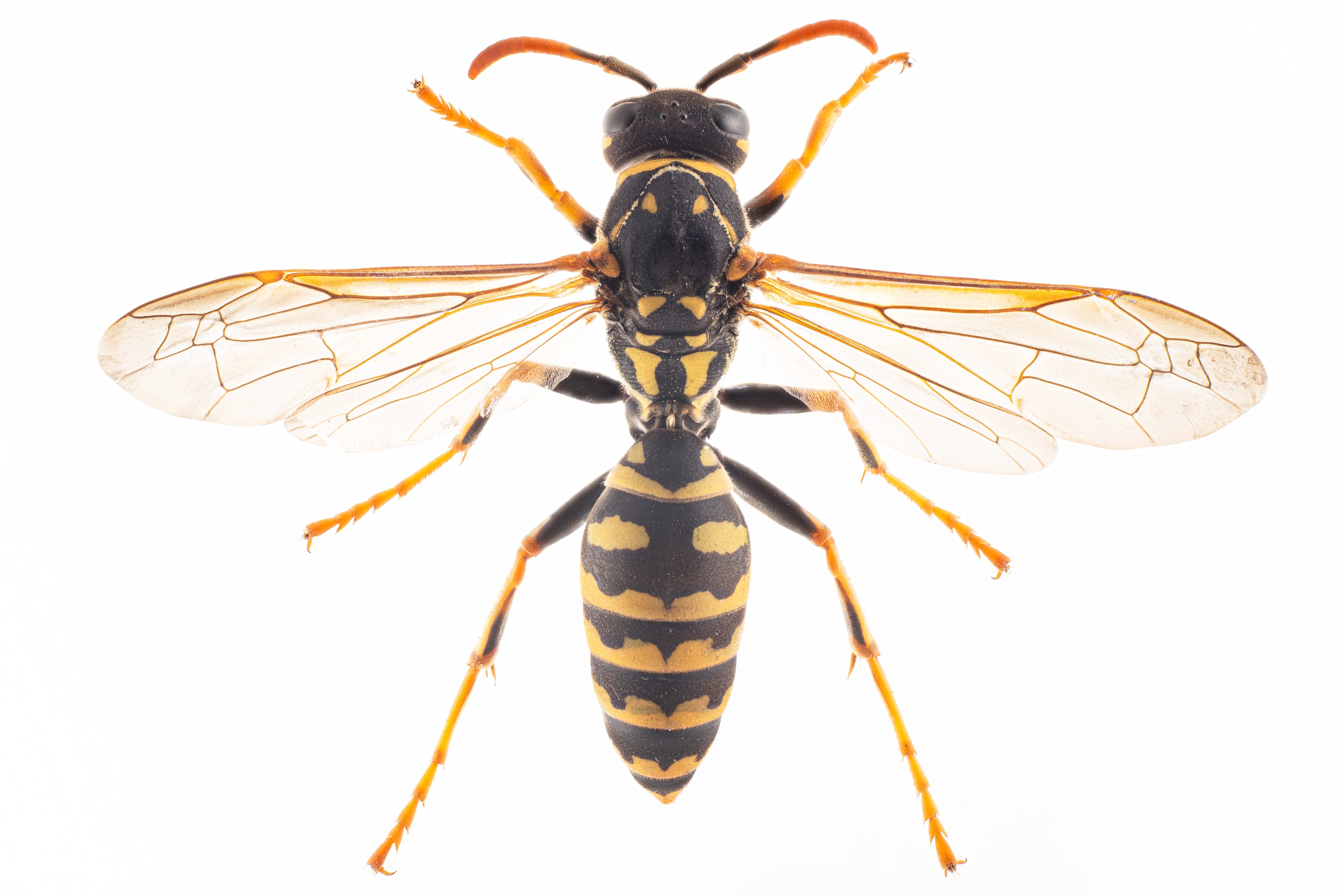 : Polistes dominula.