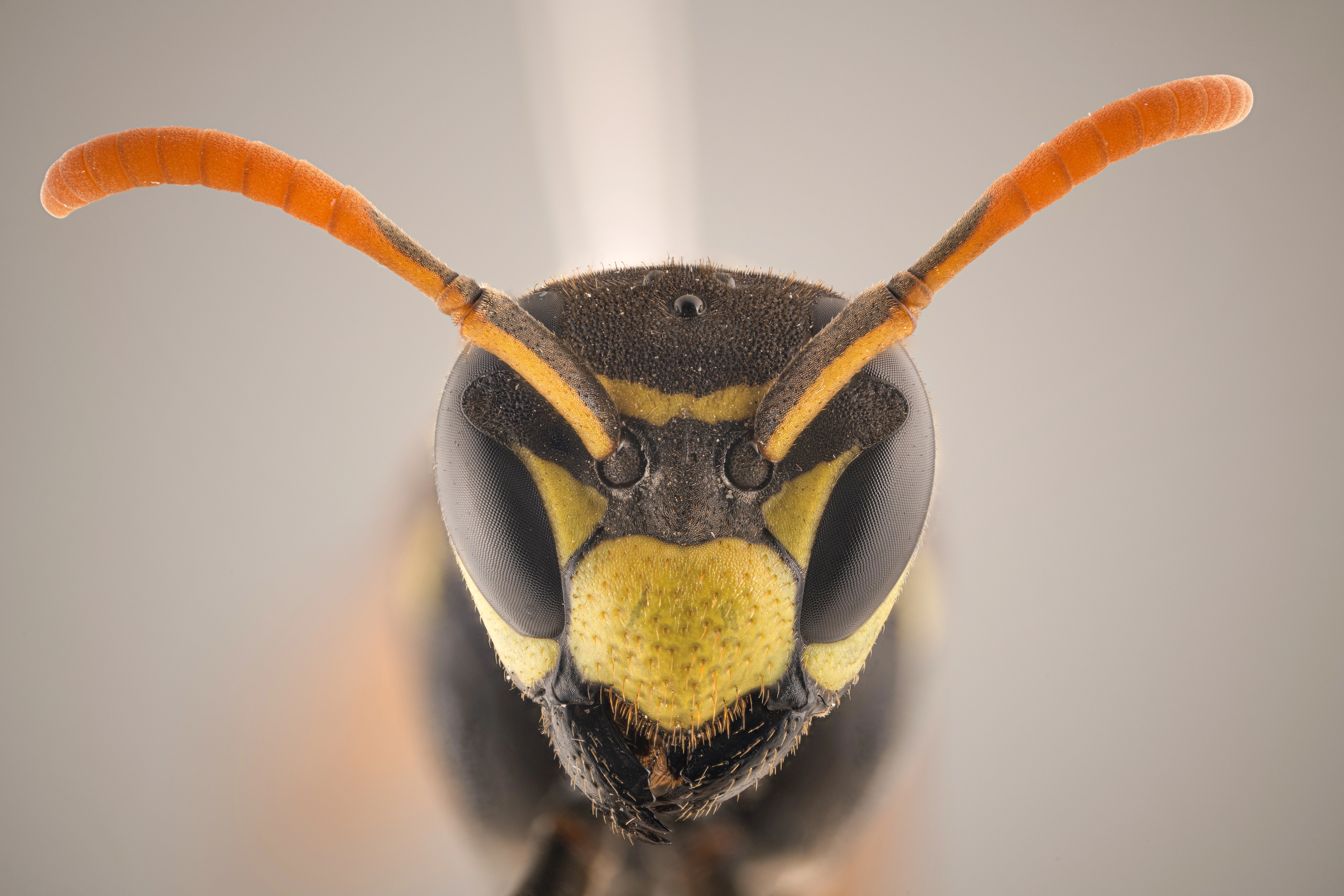 : Polistes dominula.