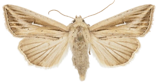 l-tegnet gressfly